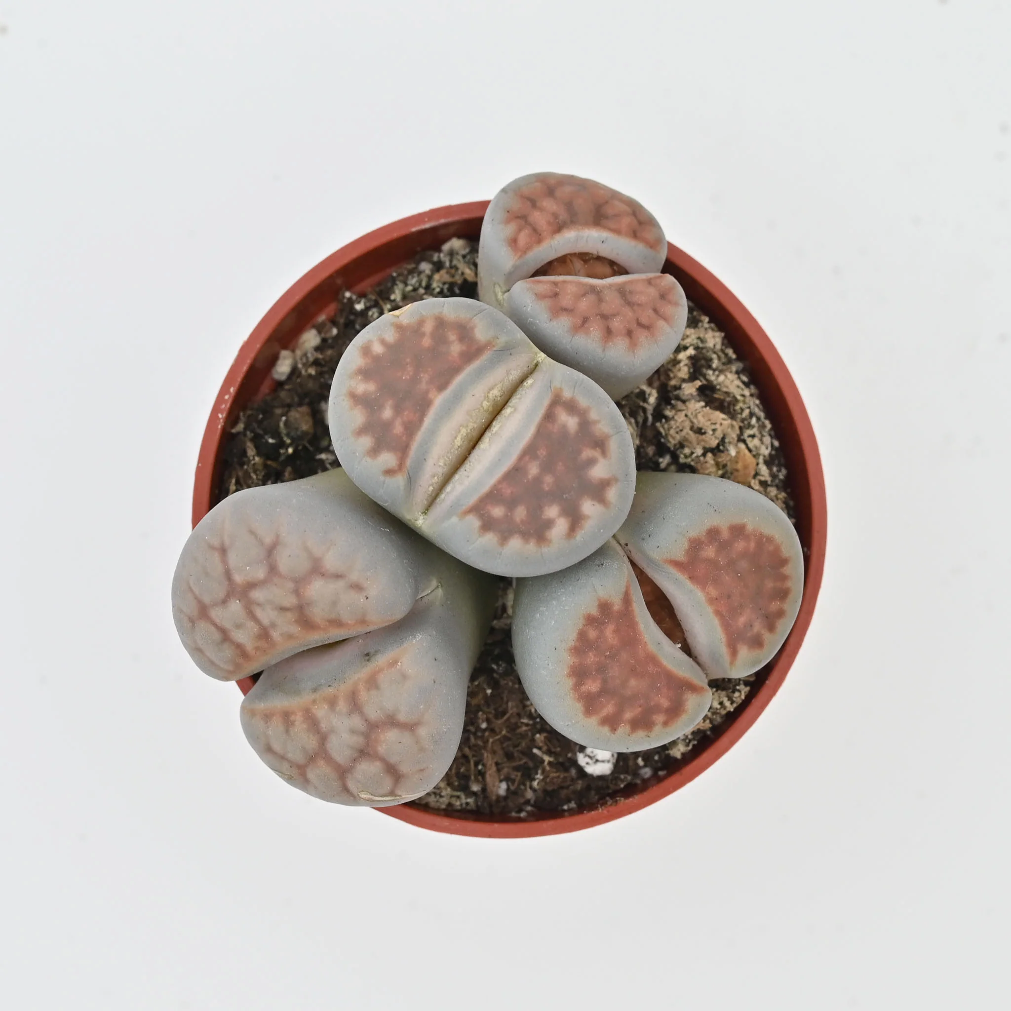 Living Stone Trio | Lithops - Image 4