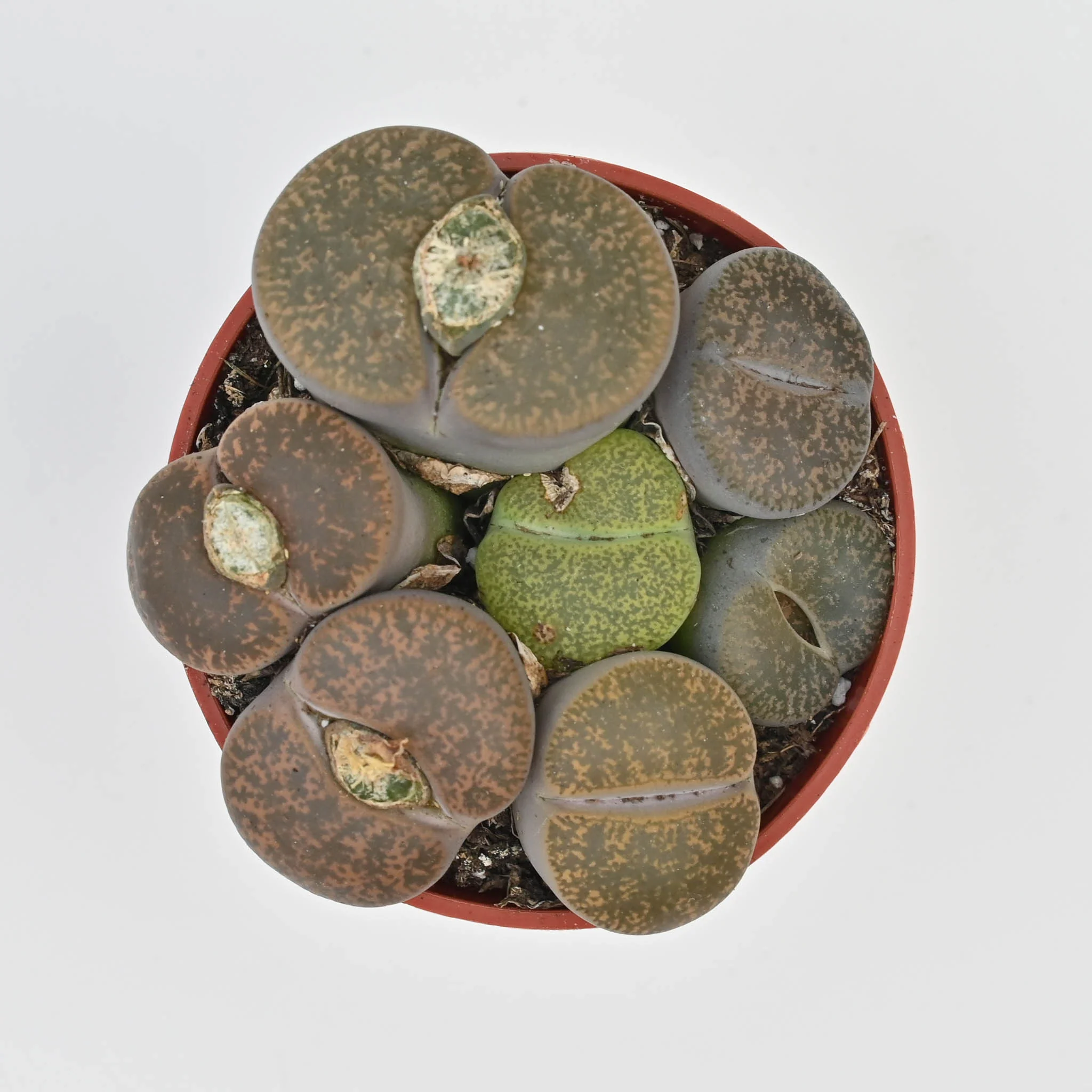Living Stone Trio | Lithops - Image 5