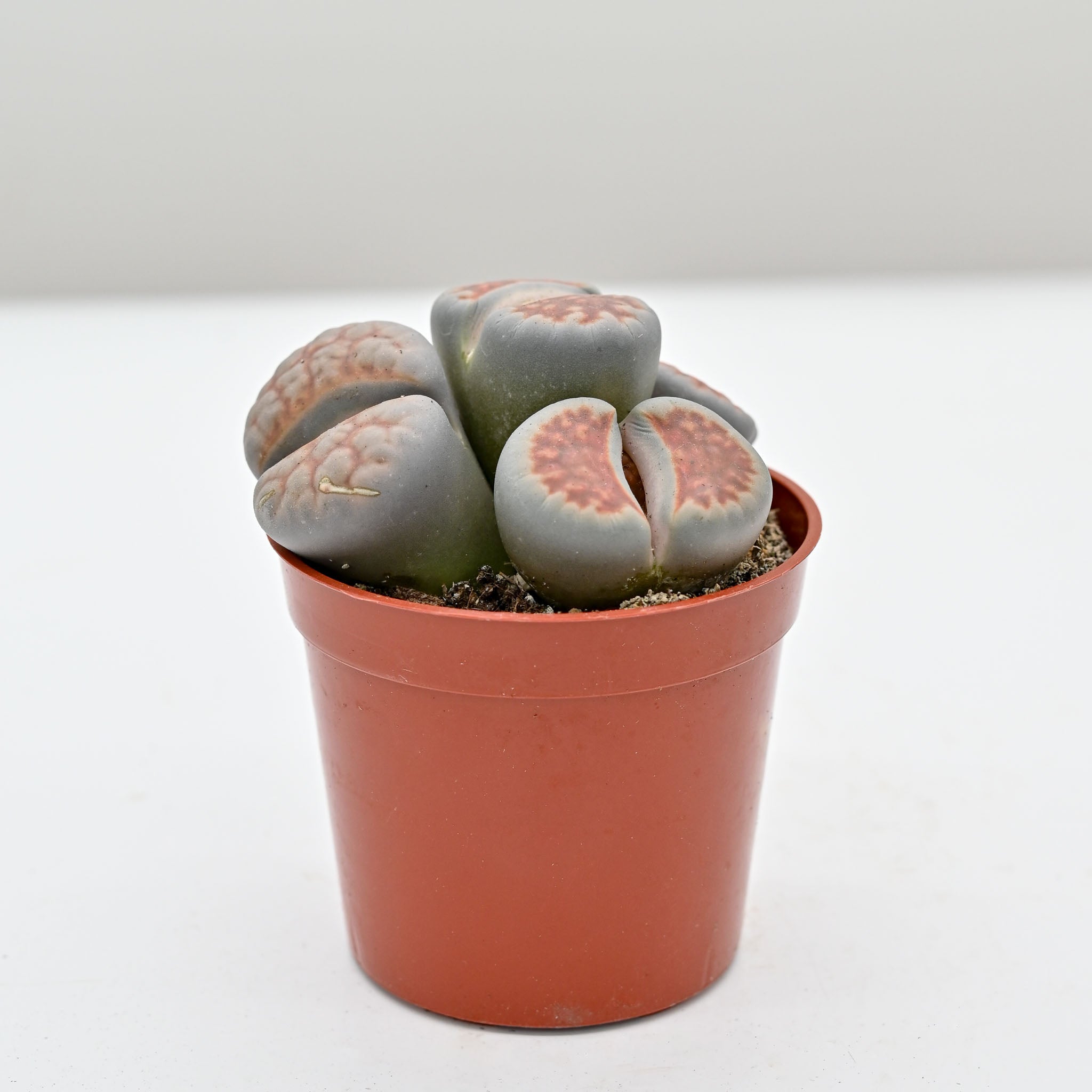 Living Stone Trio | Lithops - Image 6