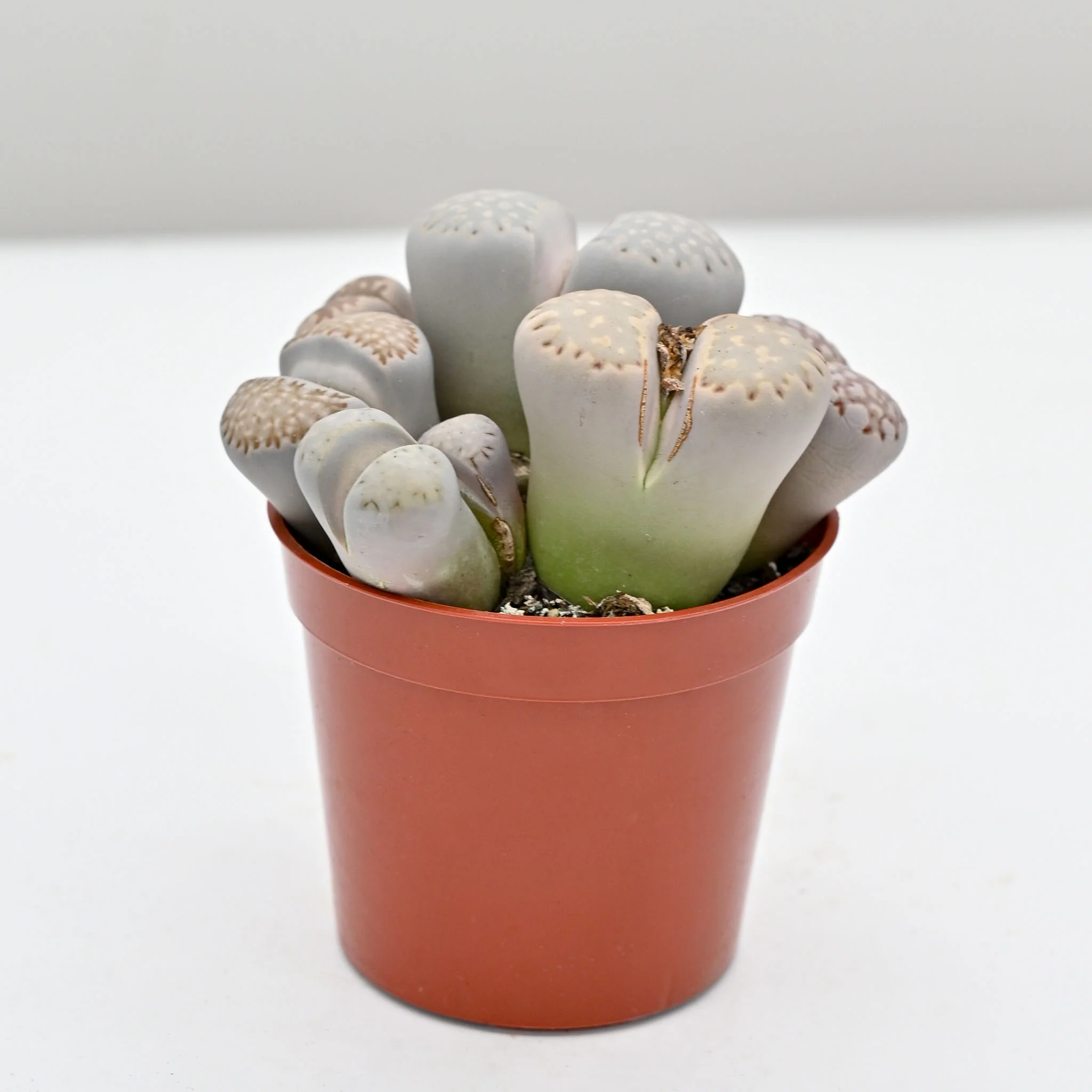 Living Stone Trio | Lithops - Image 7
