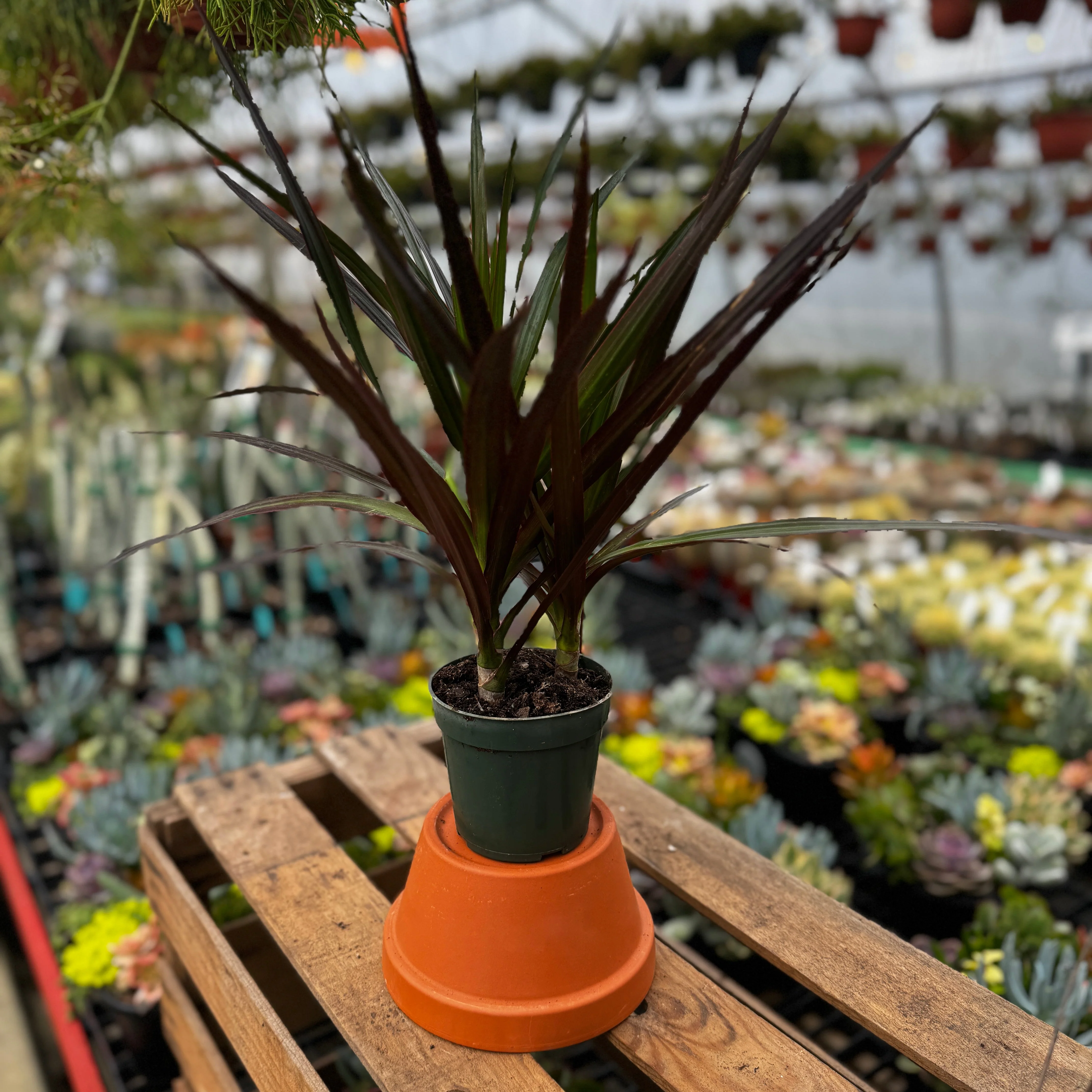Madagascar Dragon Tree | Dracaena marginata 'Magenta'