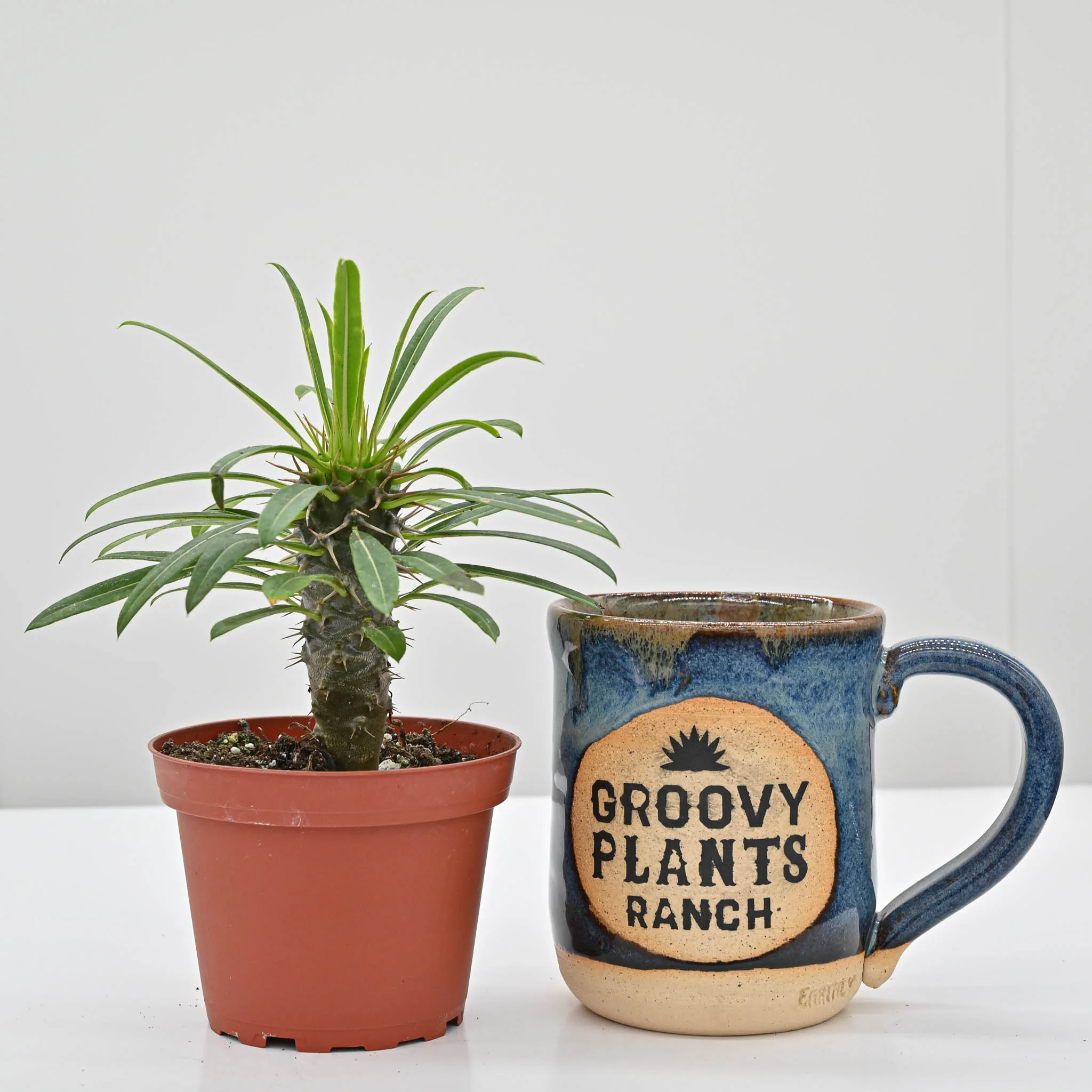 Madagascar Palm | Pachypodium lamerei - Image 3