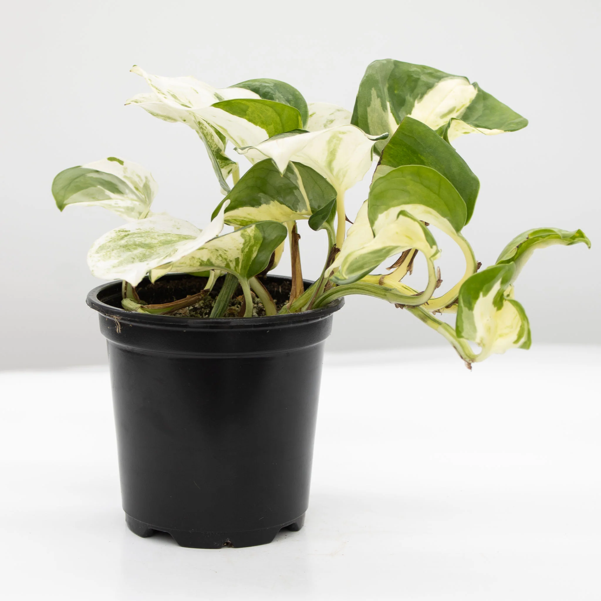Happy Leaf Pothos, Manjula Pothos | Epipremnum aureum 'Manjula' - Image 3