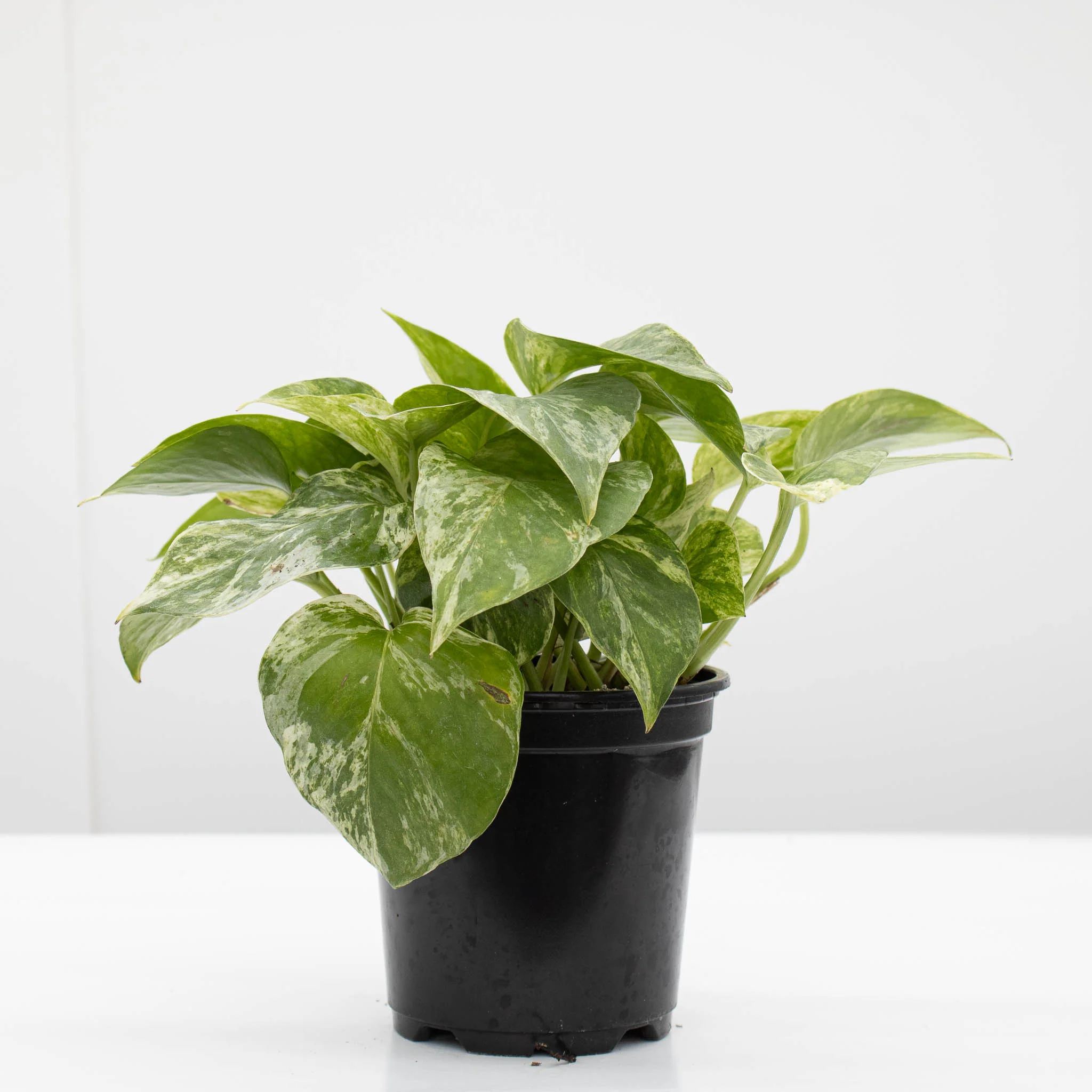 Marble Queen Pothos | Epipremnum aureum 'Marble Queen' - Image 2