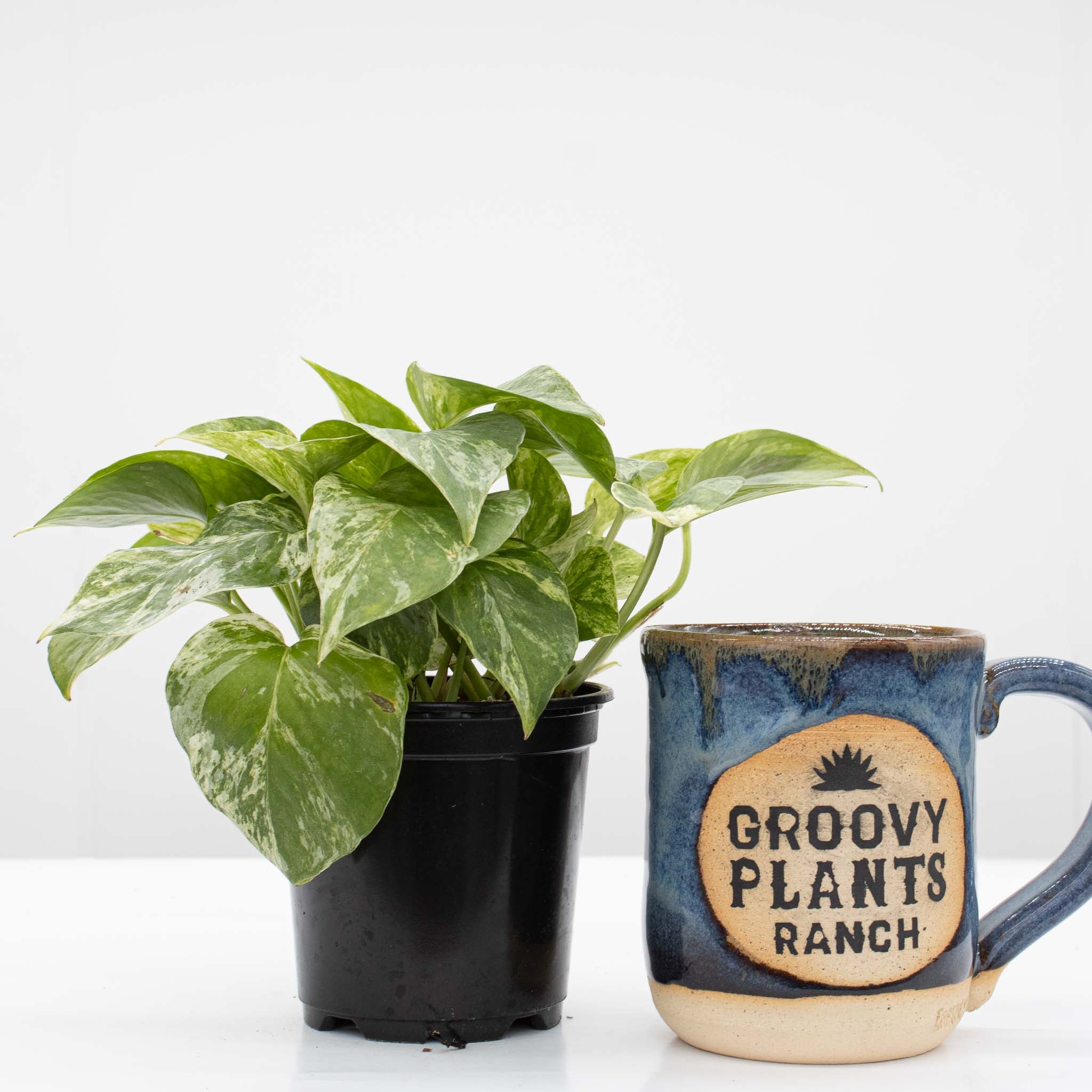 Marble Queen Pothos | Epipremnum aureum 'Marble Queen' - Image 3
