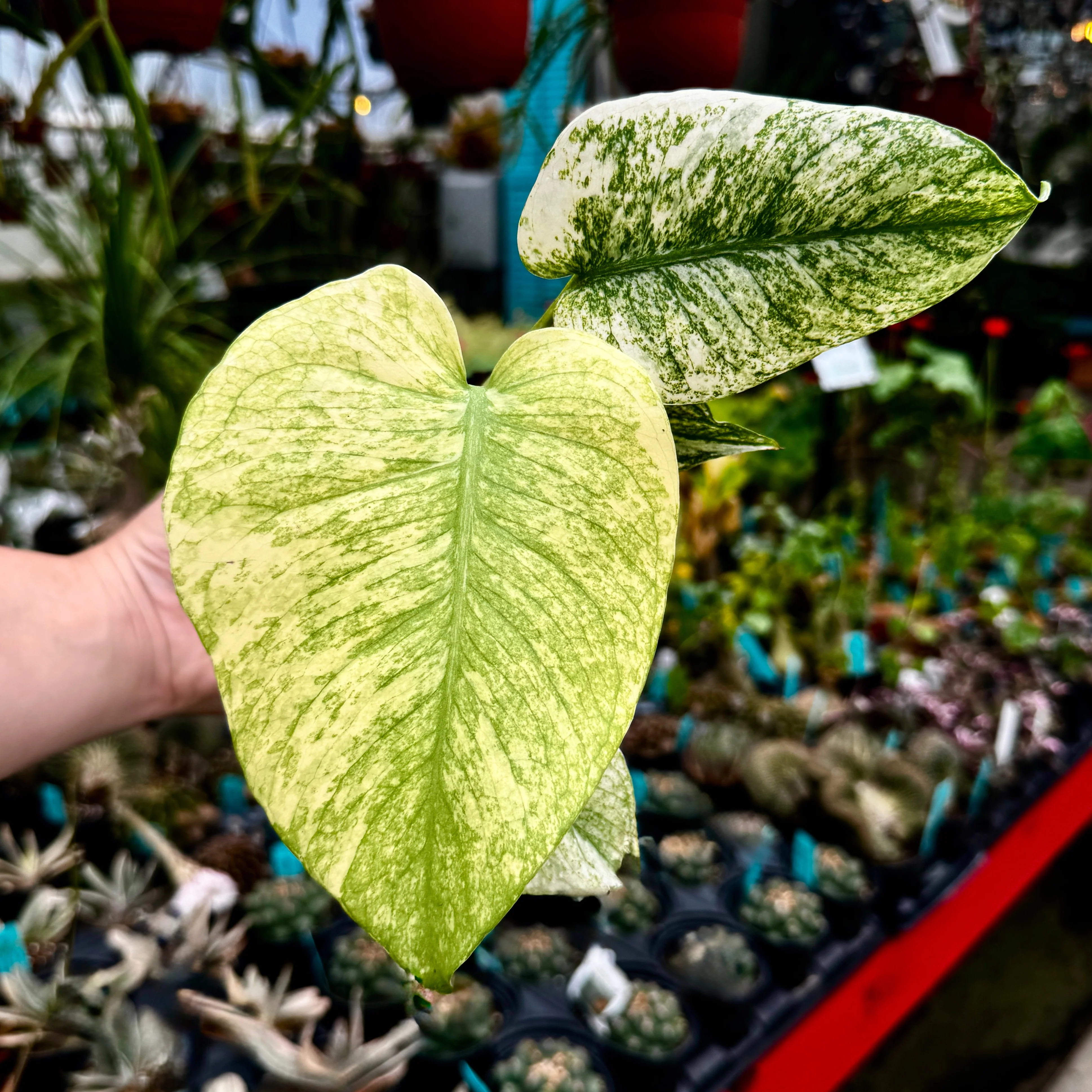 Mint Monstera | Monstera Deliciosa 'Mint