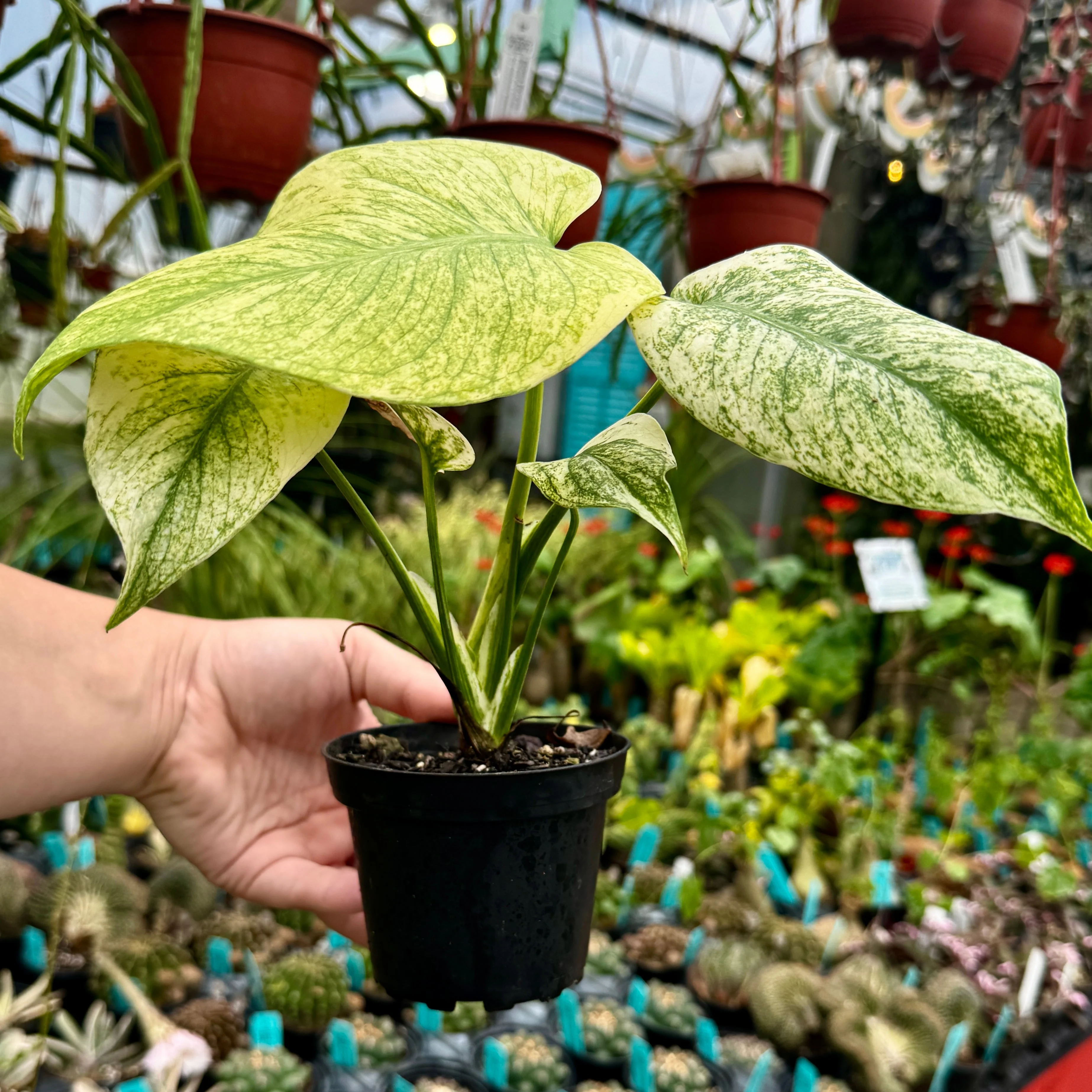 Mint Monstera | Monstera Deliciosa 'Mint - Image 2