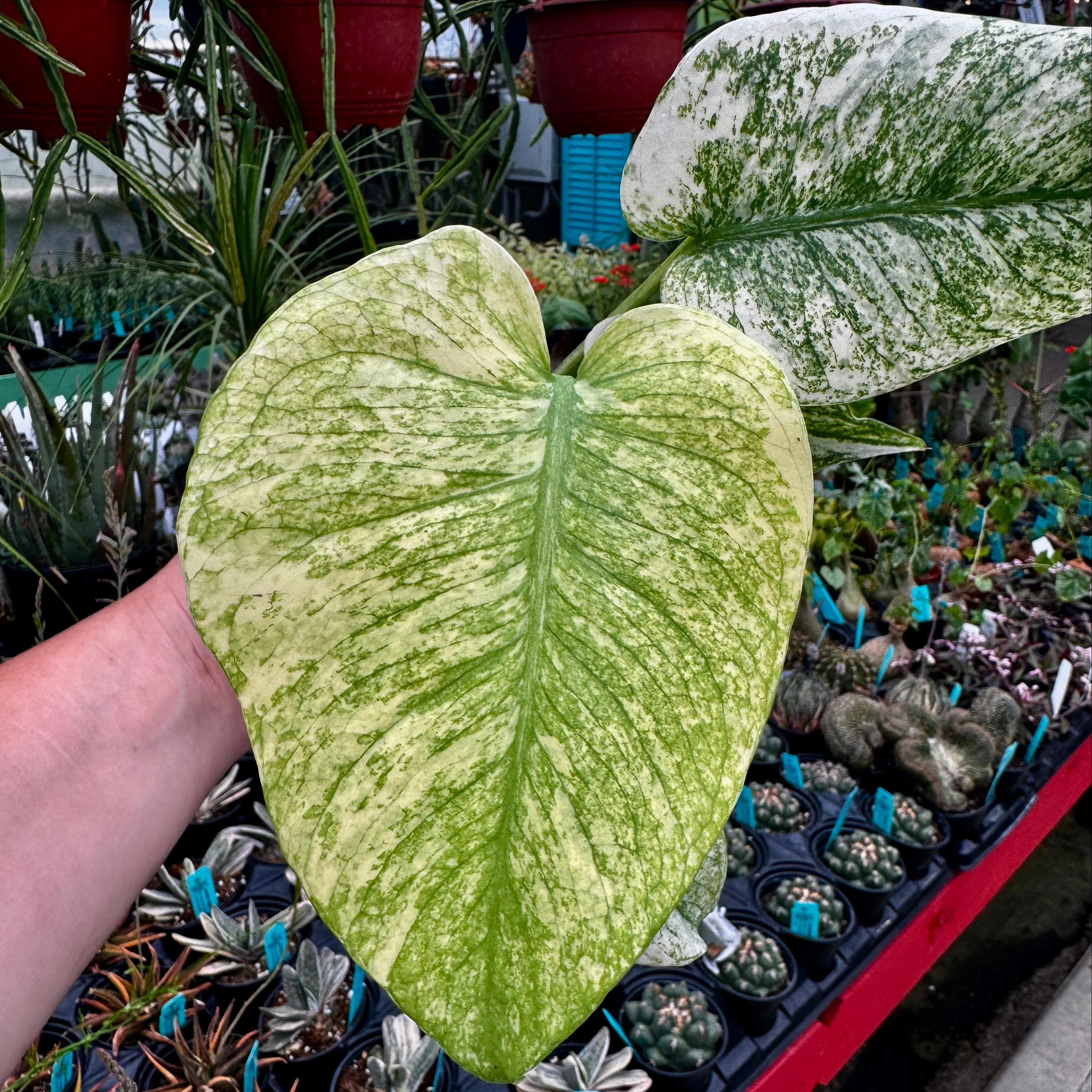 Mint Monstera | Monstera Deliciosa 'Mint - Image 3