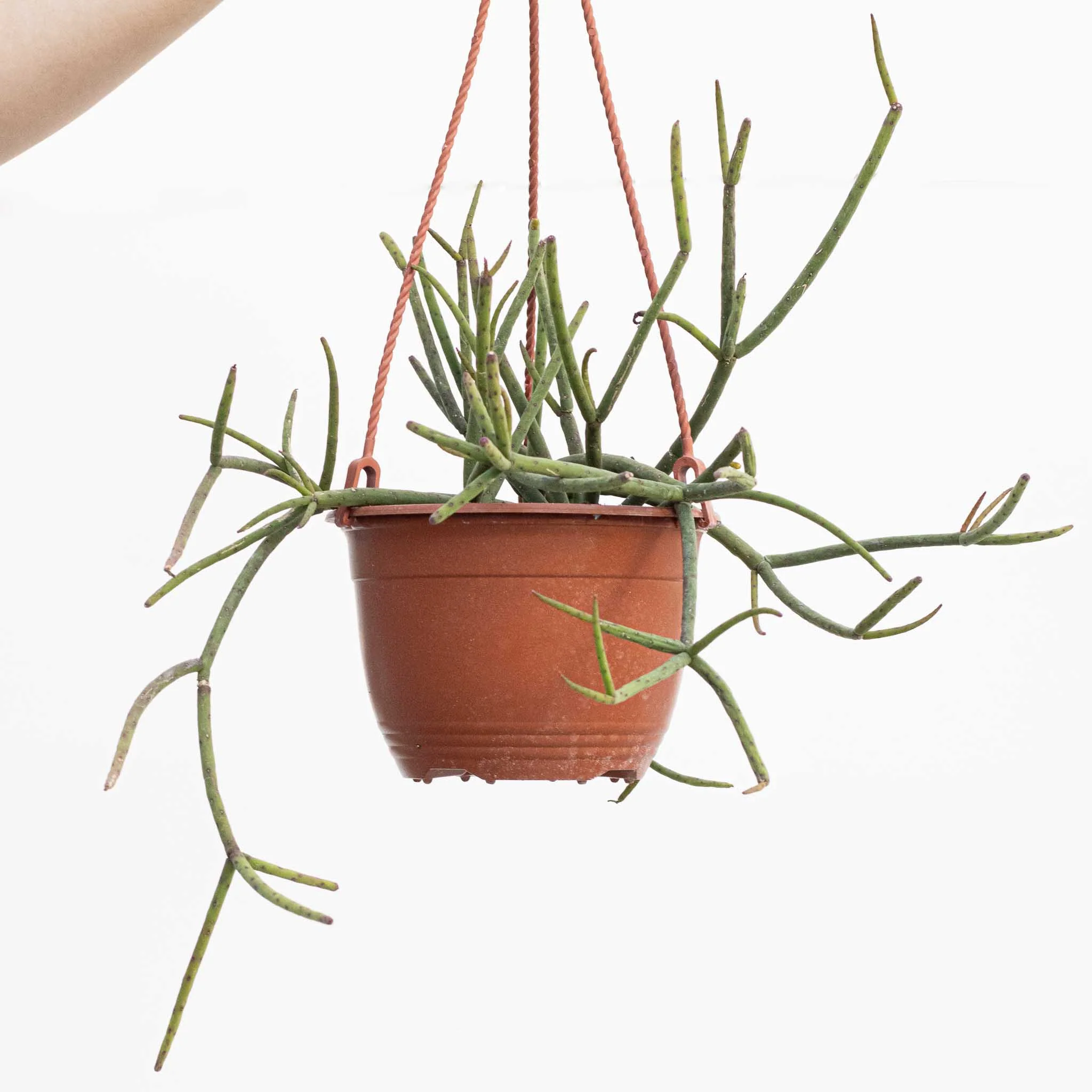 Mistletoe Cactus | Rhipsalis floccosa pulvinigera - Image 2