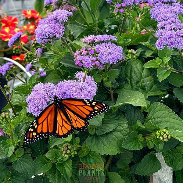 'Monarch Magic' Ageratum Hanging Basket - Image 2