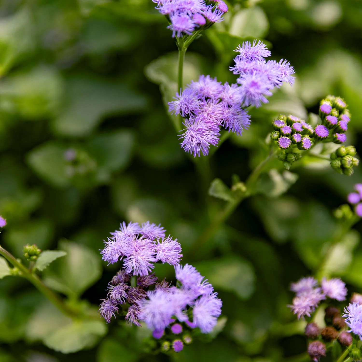 'Monarch Magic' Ageratum Hanging Basket - Image 5