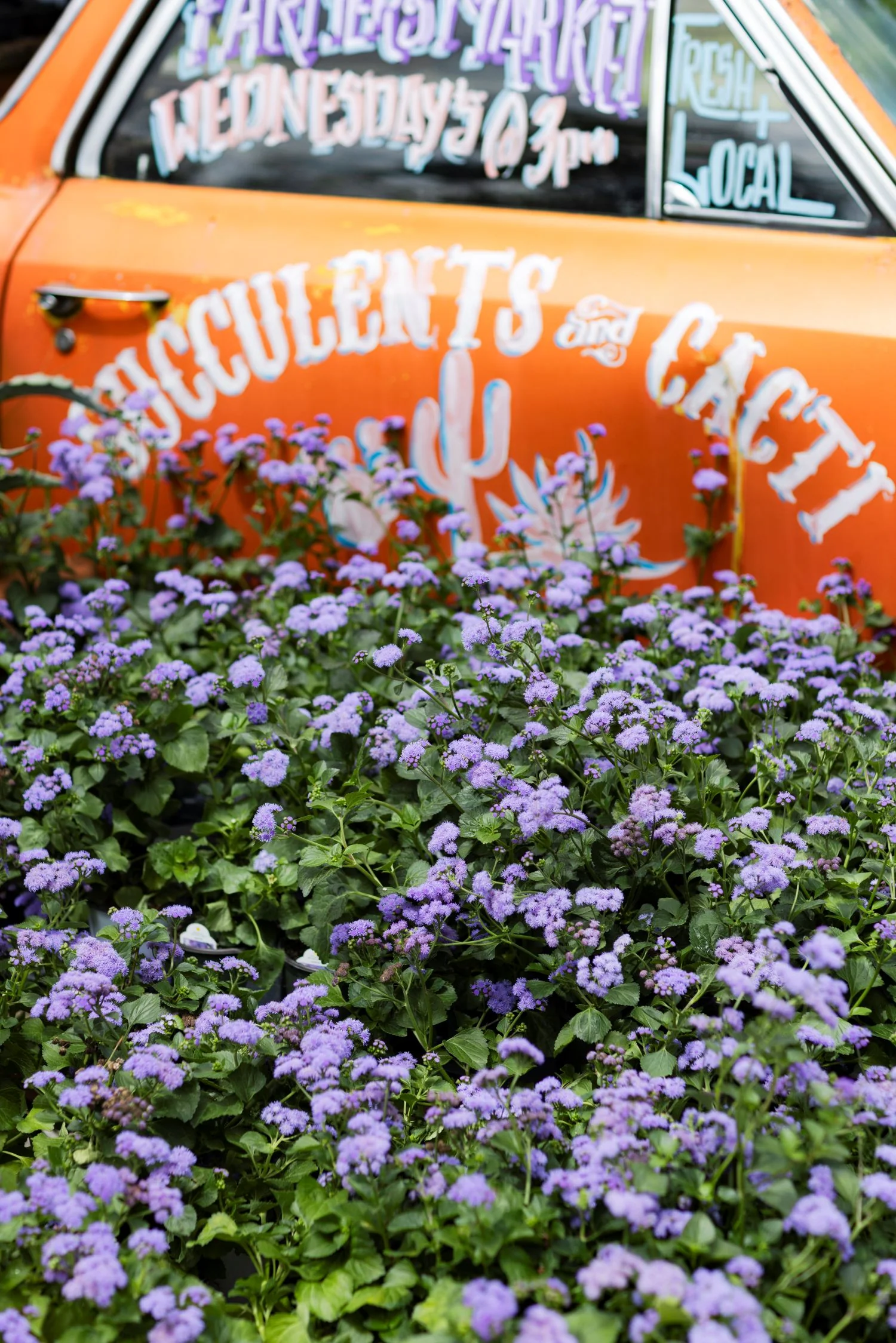'Monarch Magic' Ageratum Hanging Basket - Image 7