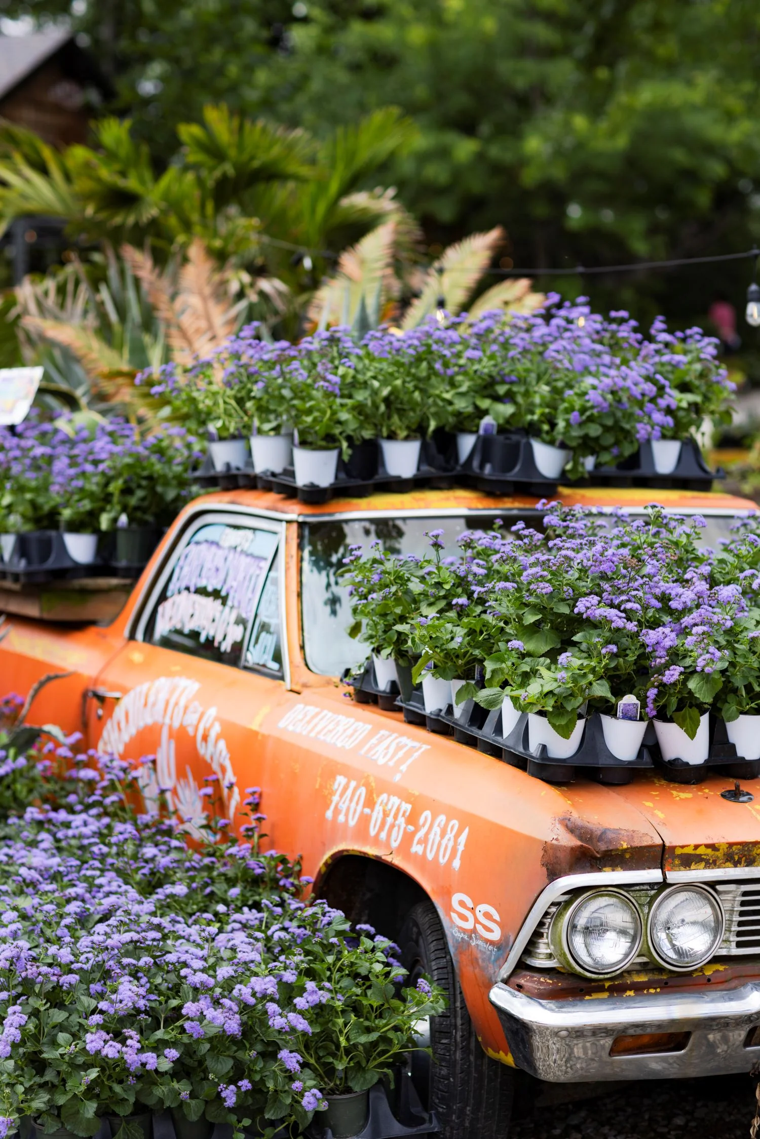 'Monarch Magic' Ageratum Hanging Basket - Image 8