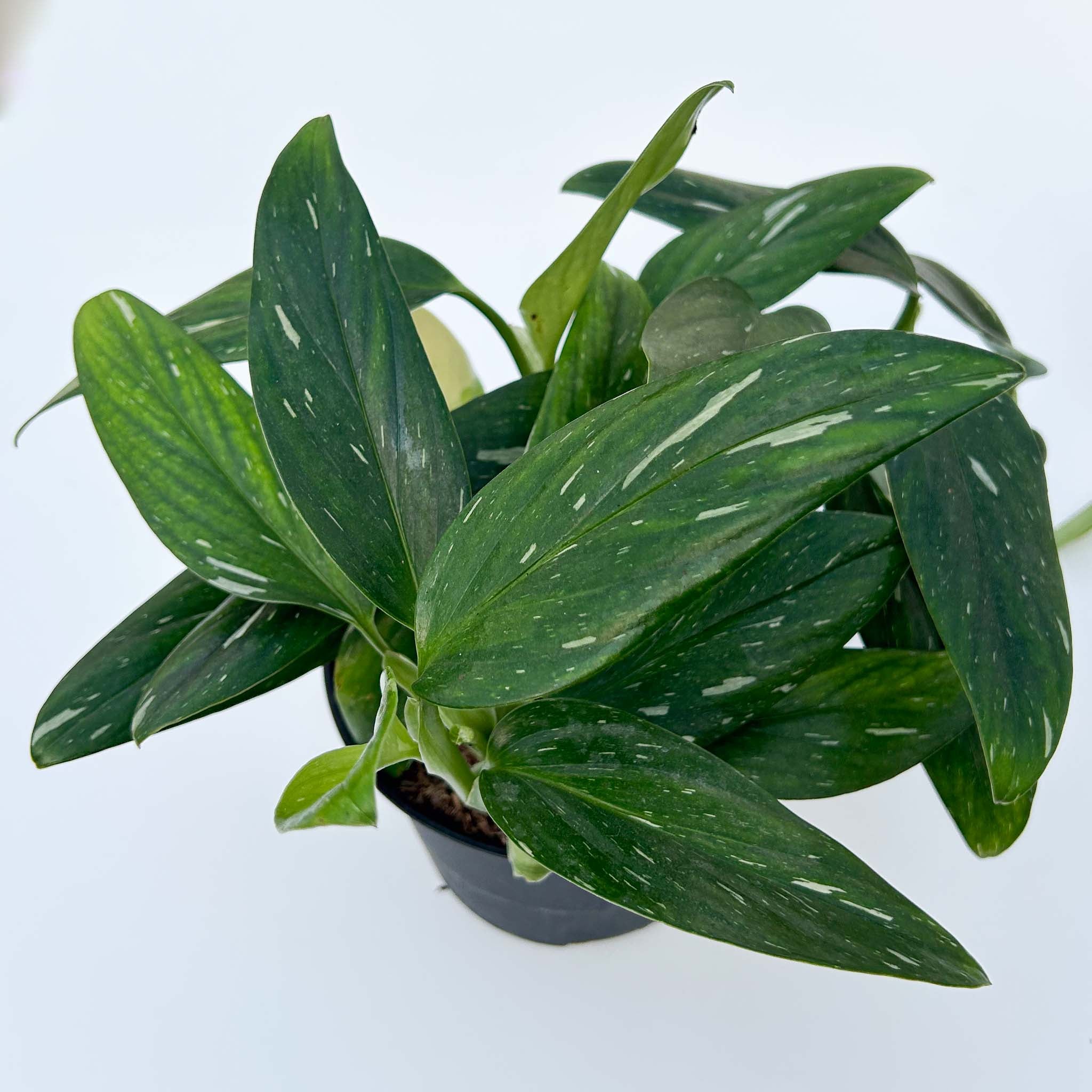 Monstera Cobra | Monstera Standeleyana Variegata - Image 2