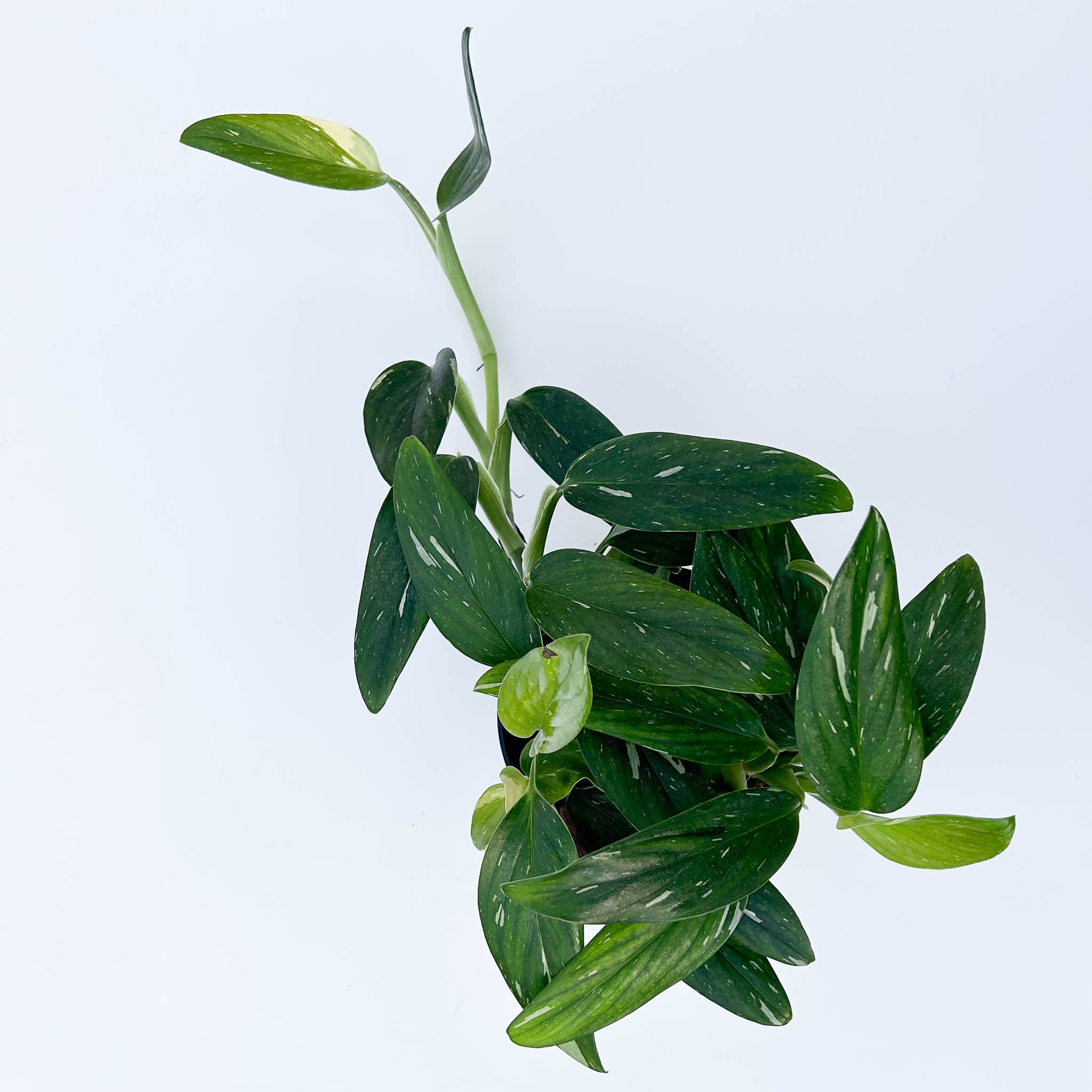 Monstera Cobra | Monstera Standeleyana Variegata - Image 3