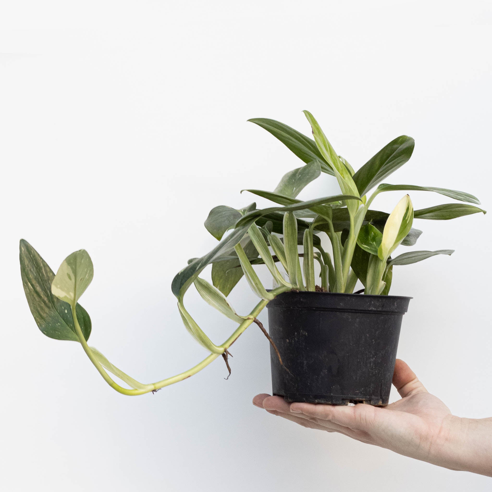 Monstera Cobra | Monstera Standeleyana Variegata - Image 4