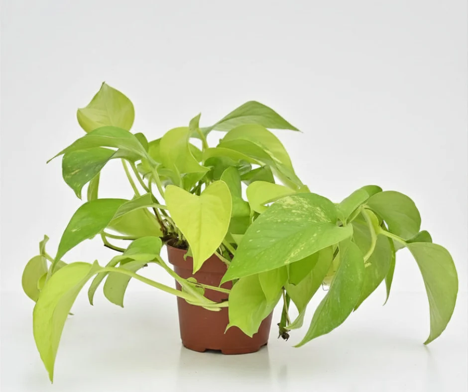Neon Pothos | Epipremnum aureum 'Neon'