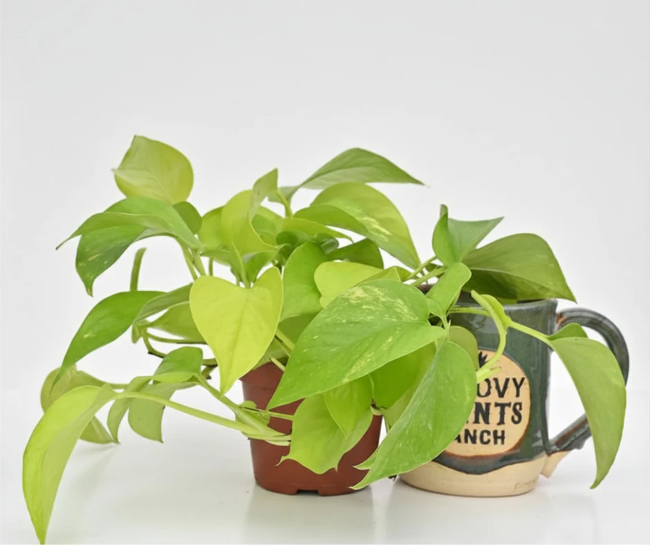 Neon Pothos | Epipremnum aureum 'Neon' - Image 2