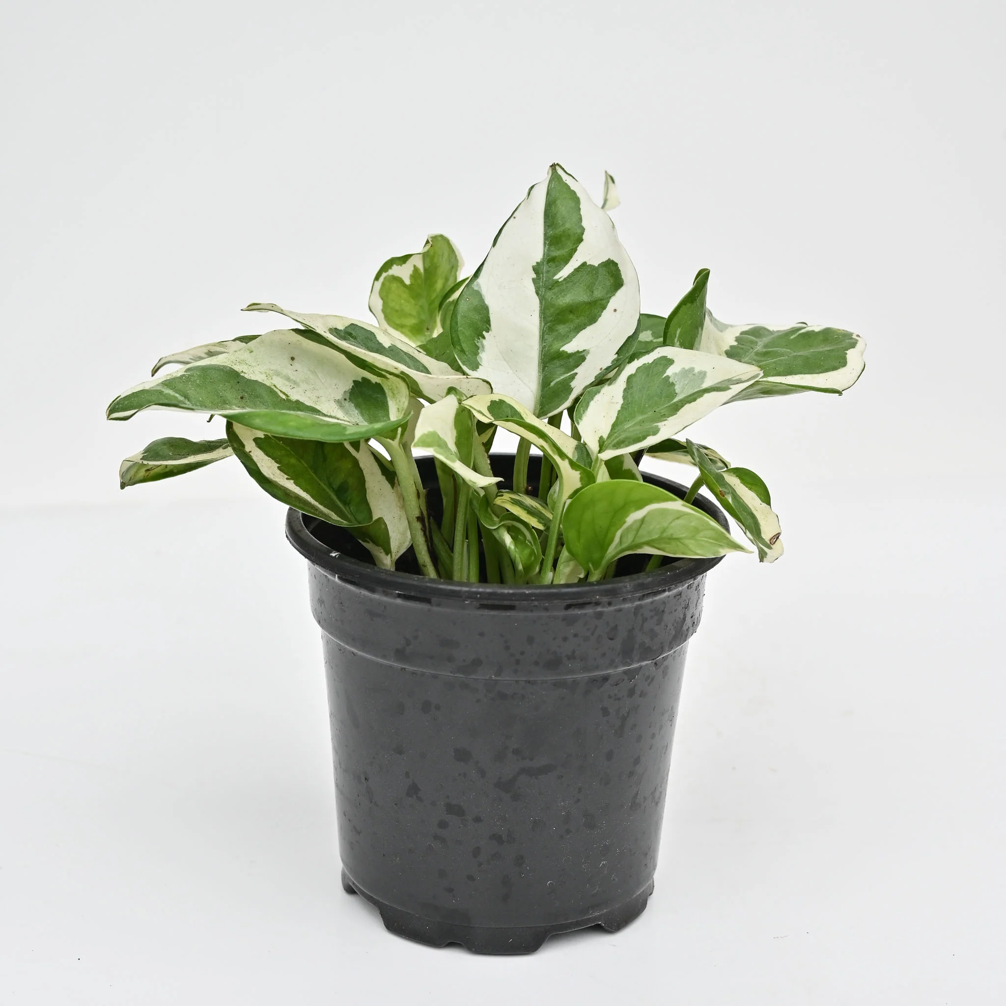 N'joy Pothos | Epipremnum aureum 'N'joy' - Image 2