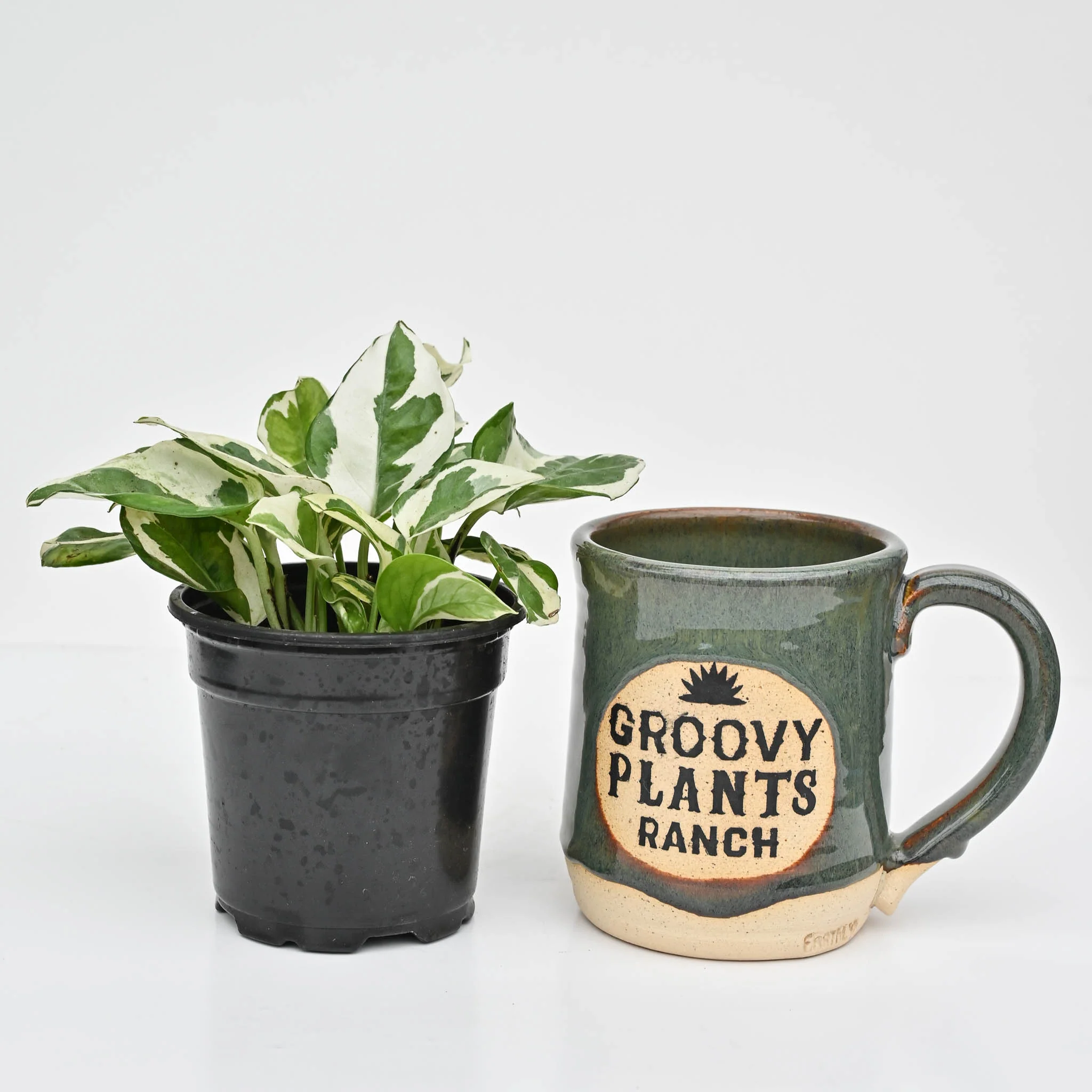 N'joy Pothos | Epipremnum aureum 'N'joy' - Image 3