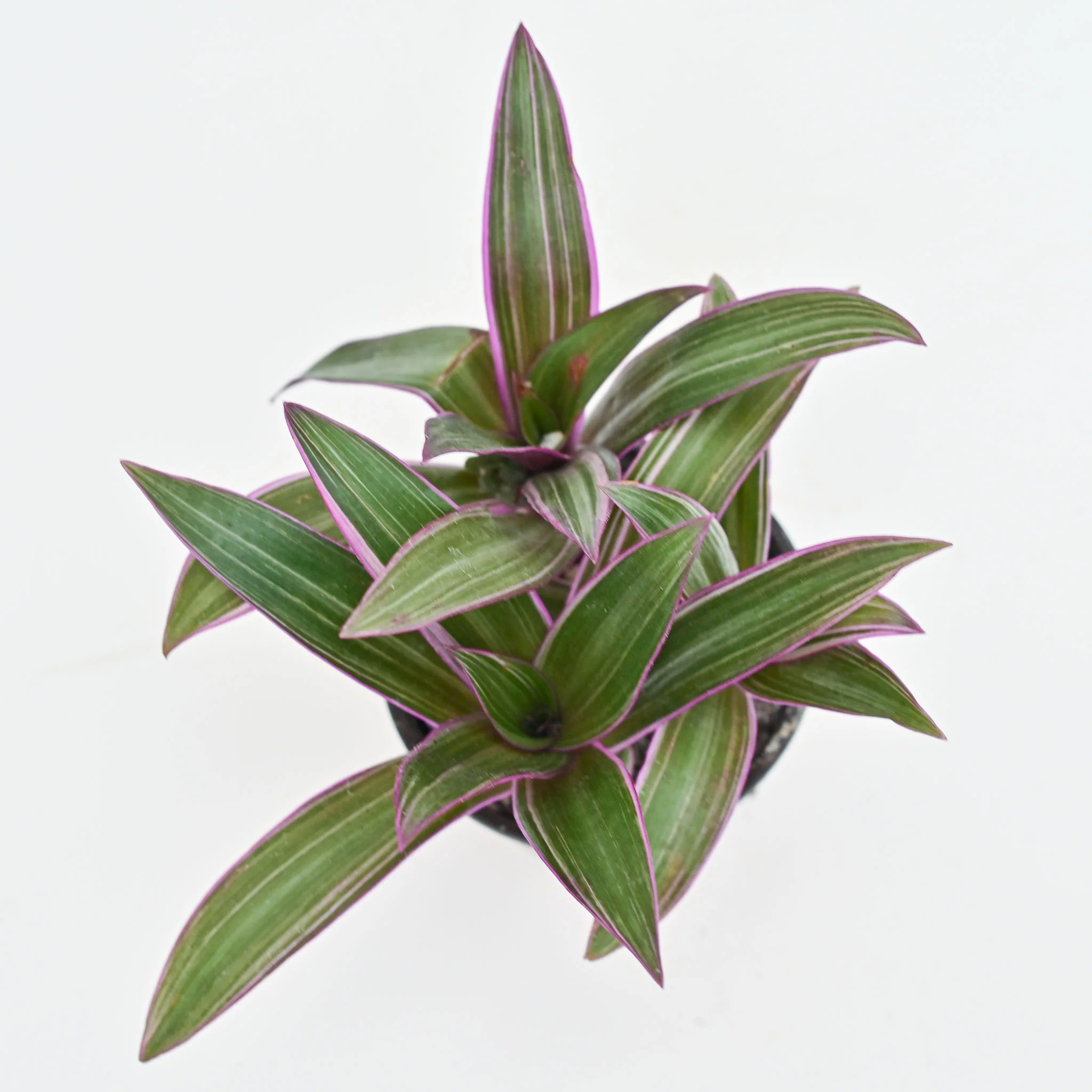 Oyster Plant | Tradescantia Rhoeo 'Tricolor'