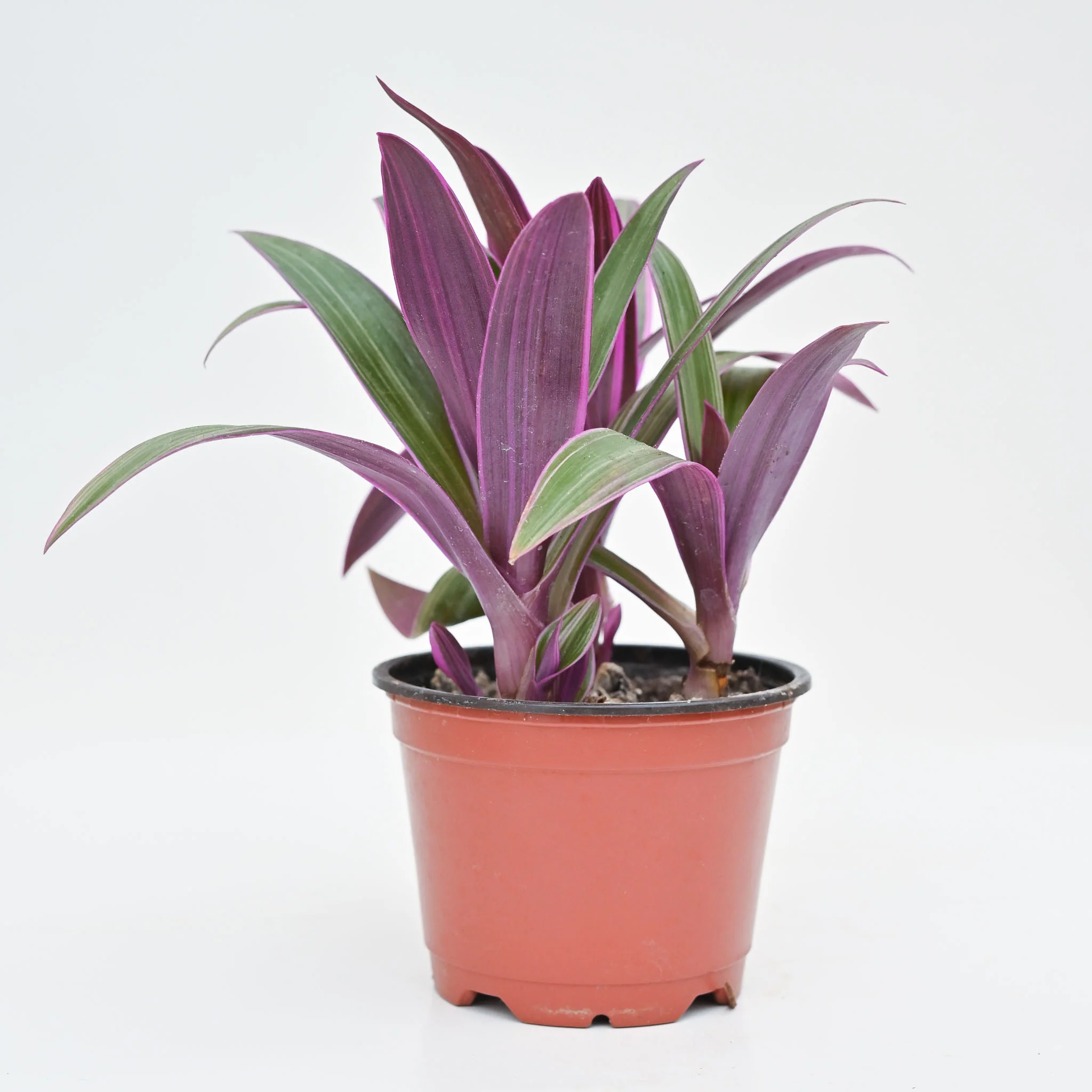 Oyster Plant | Tradescantia Rhoeo 'Tricolor' - Image 2