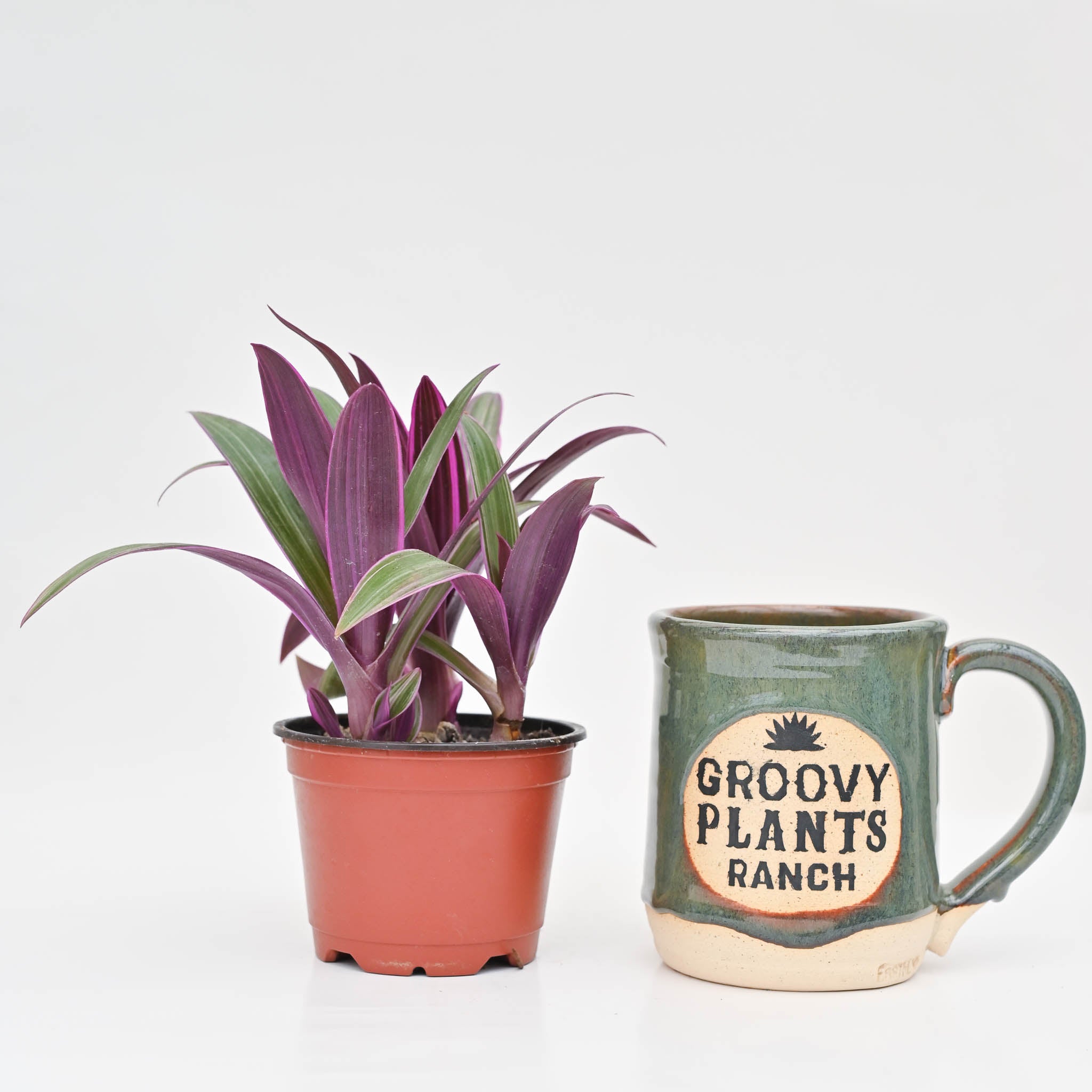 Oyster Plant | Tradescantia Rhoeo 'Tricolor' - Image 3