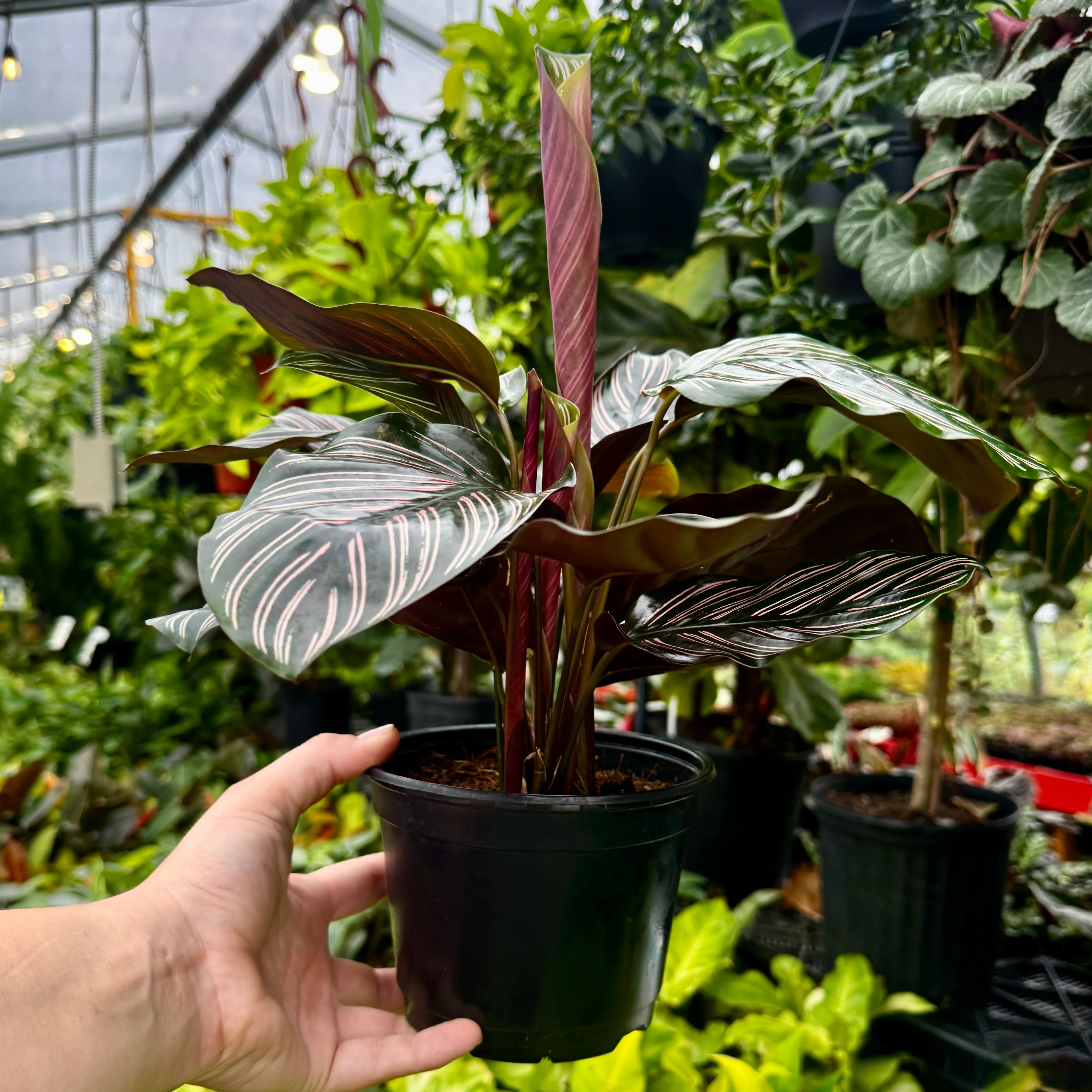 Prayer Plant | Peacock plant | Calathea Ornata - Image 3