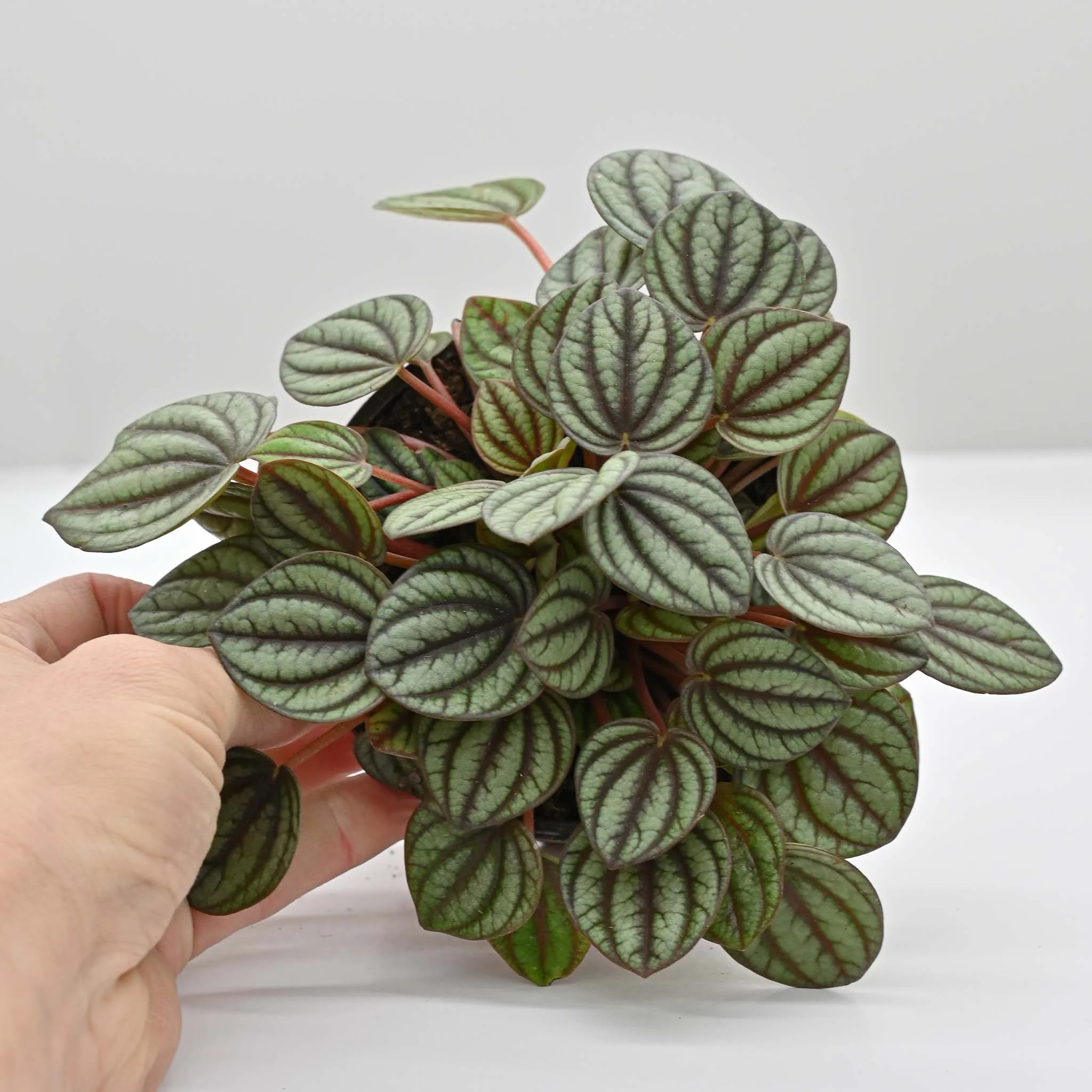 Piccolo Banda Peperomia | Peperomia albovittata 'piccolo banda' - Image 2