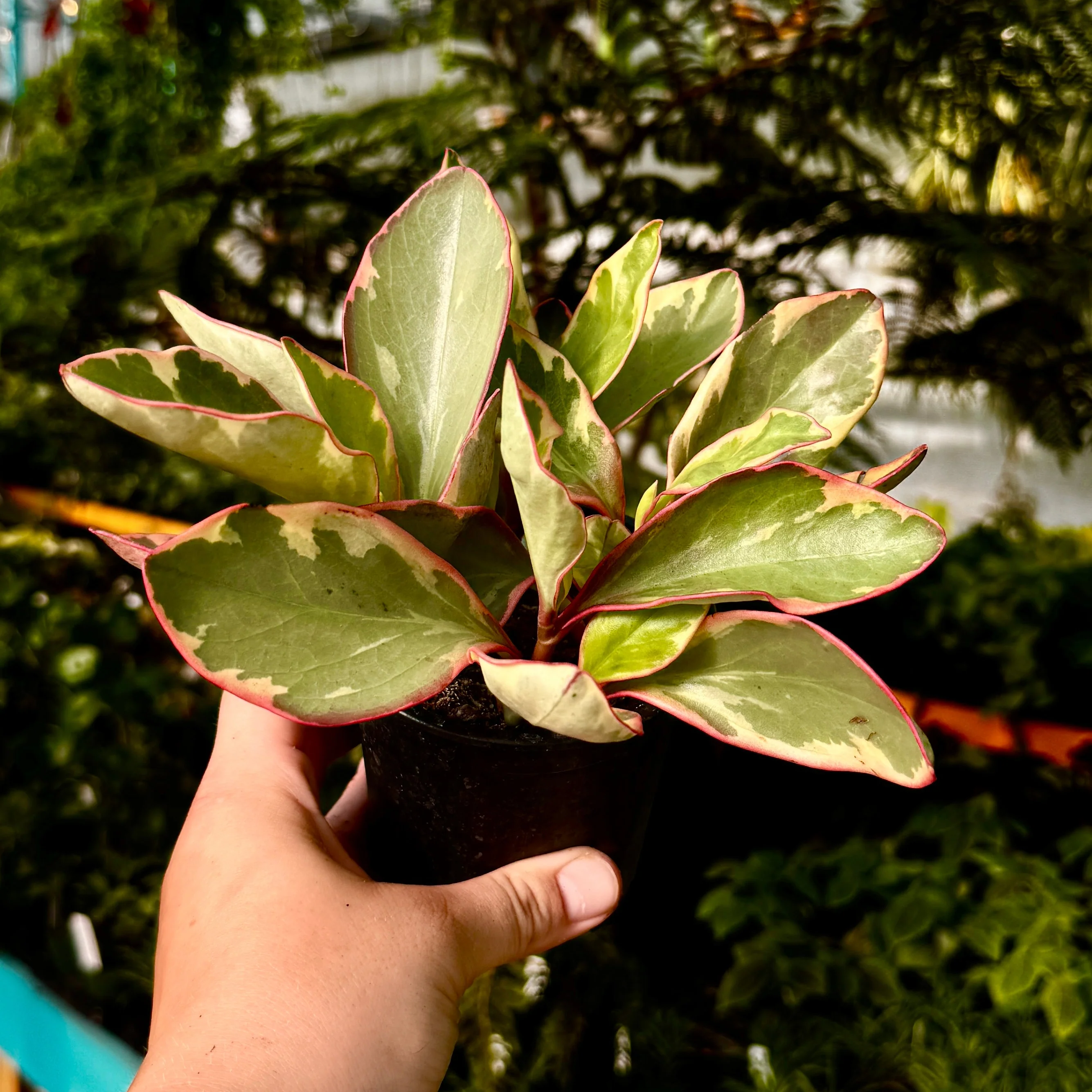 Tricolor Peperomia | Peperomia Ginny | Peperomia Clusiifolia 'Ginny' - Image 2
