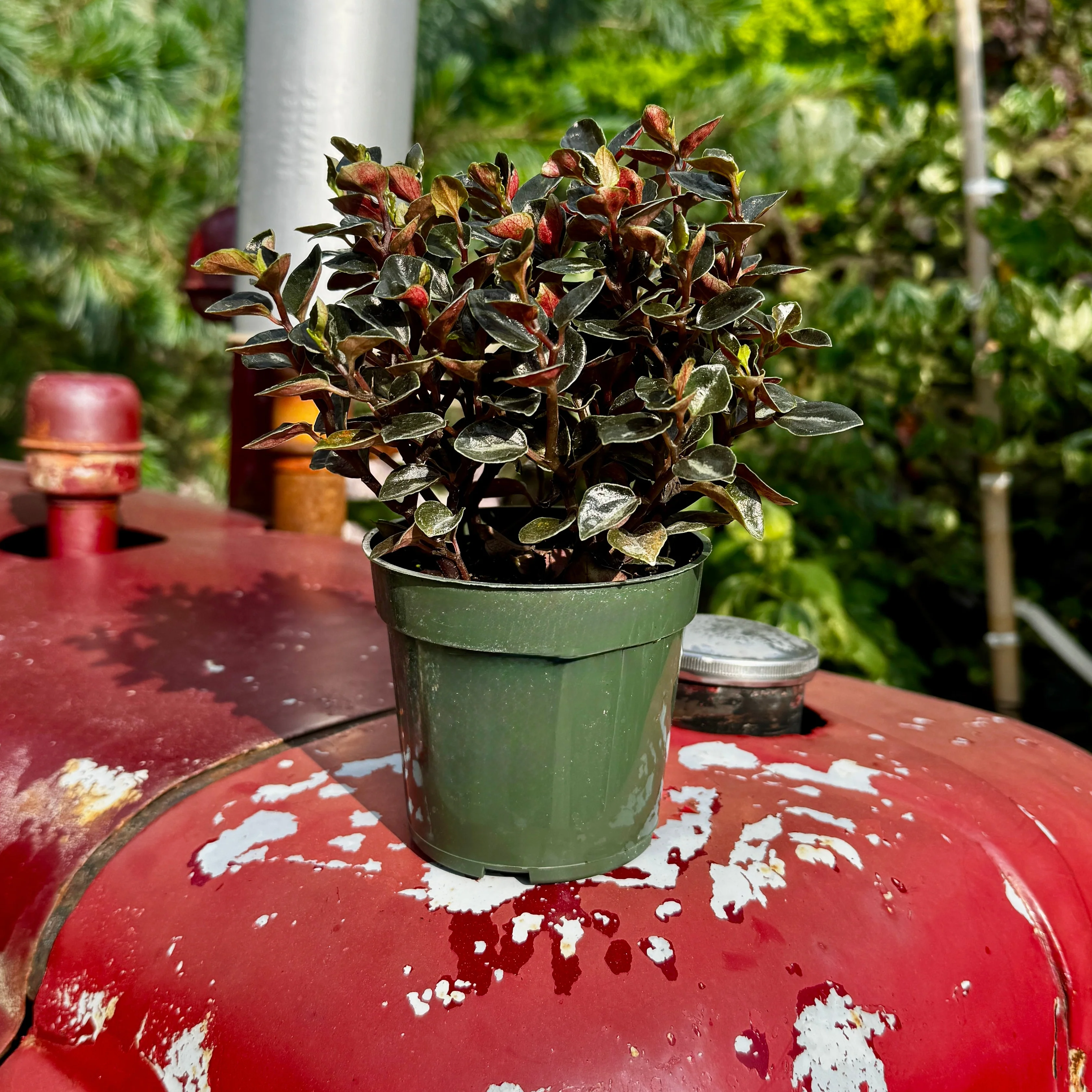 Peperomia Metallica - Image 2
