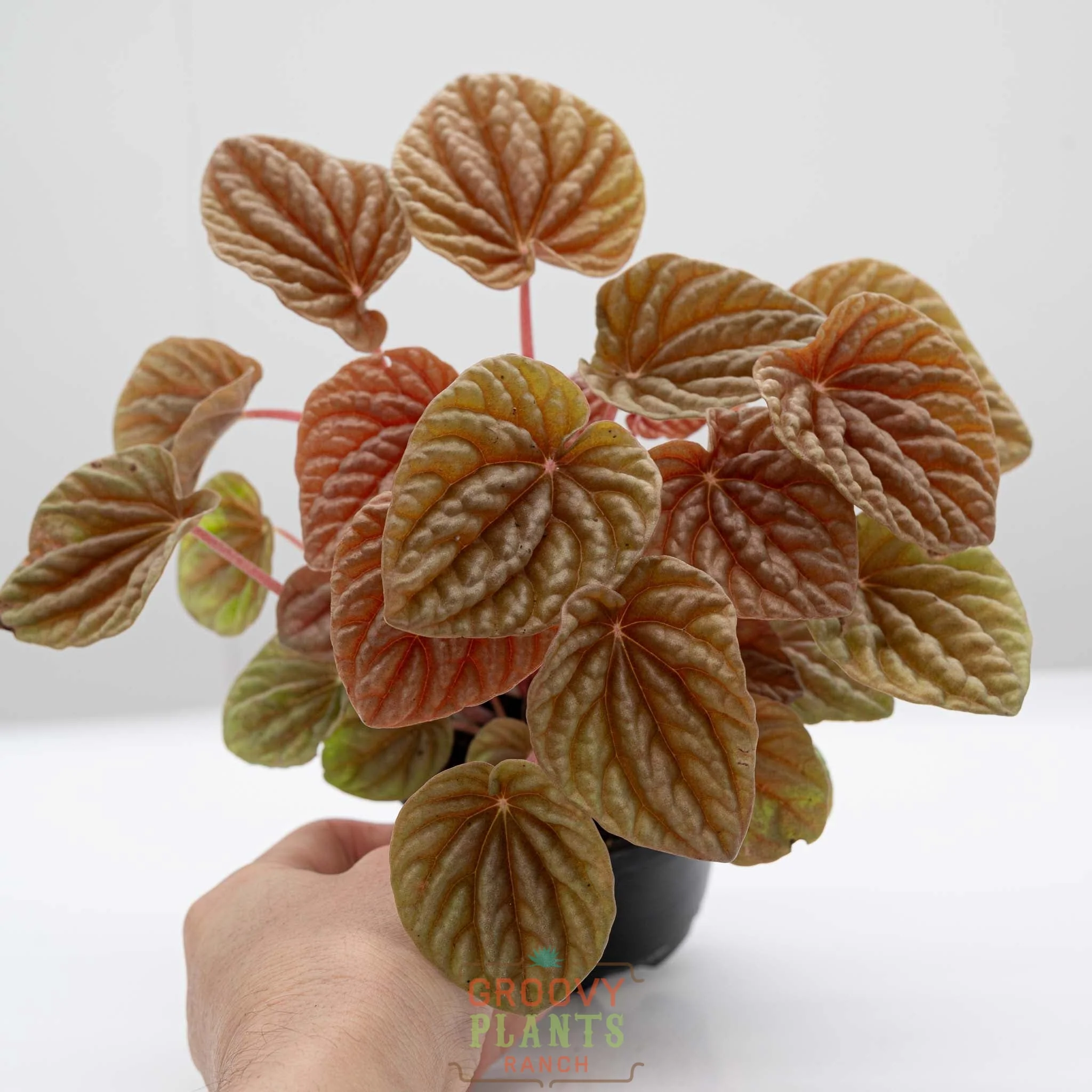Peperomia 'Quito' - Image 3