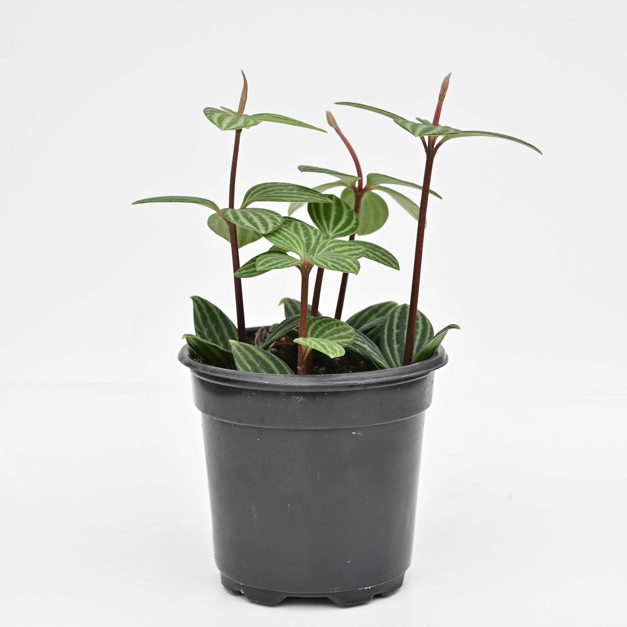 Parallel Peperomia, Peperomia Stilt | Peperomia tetragona - Image 2