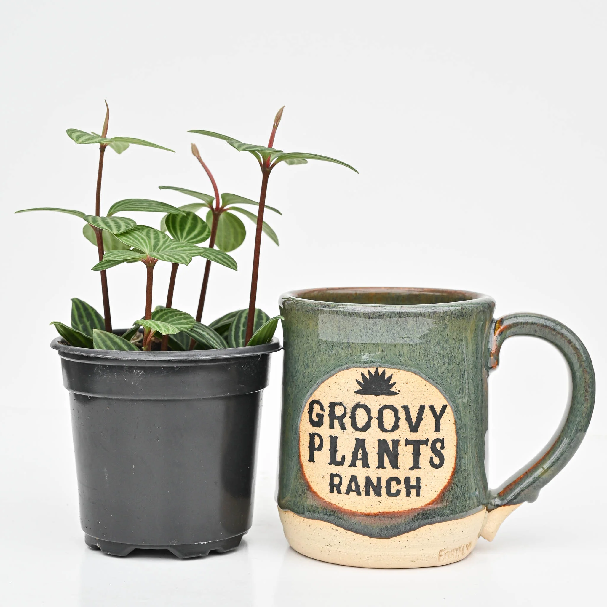 Parallel Peperomia, Peperomia Stilt | Peperomia tetragona - Image 3