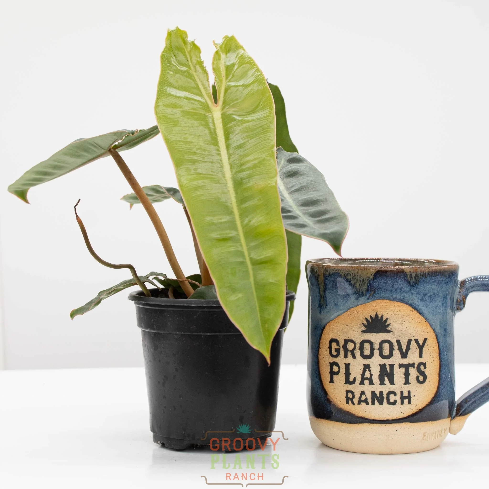 Philodendron Billie | Philodendron Billietiae - Image 2