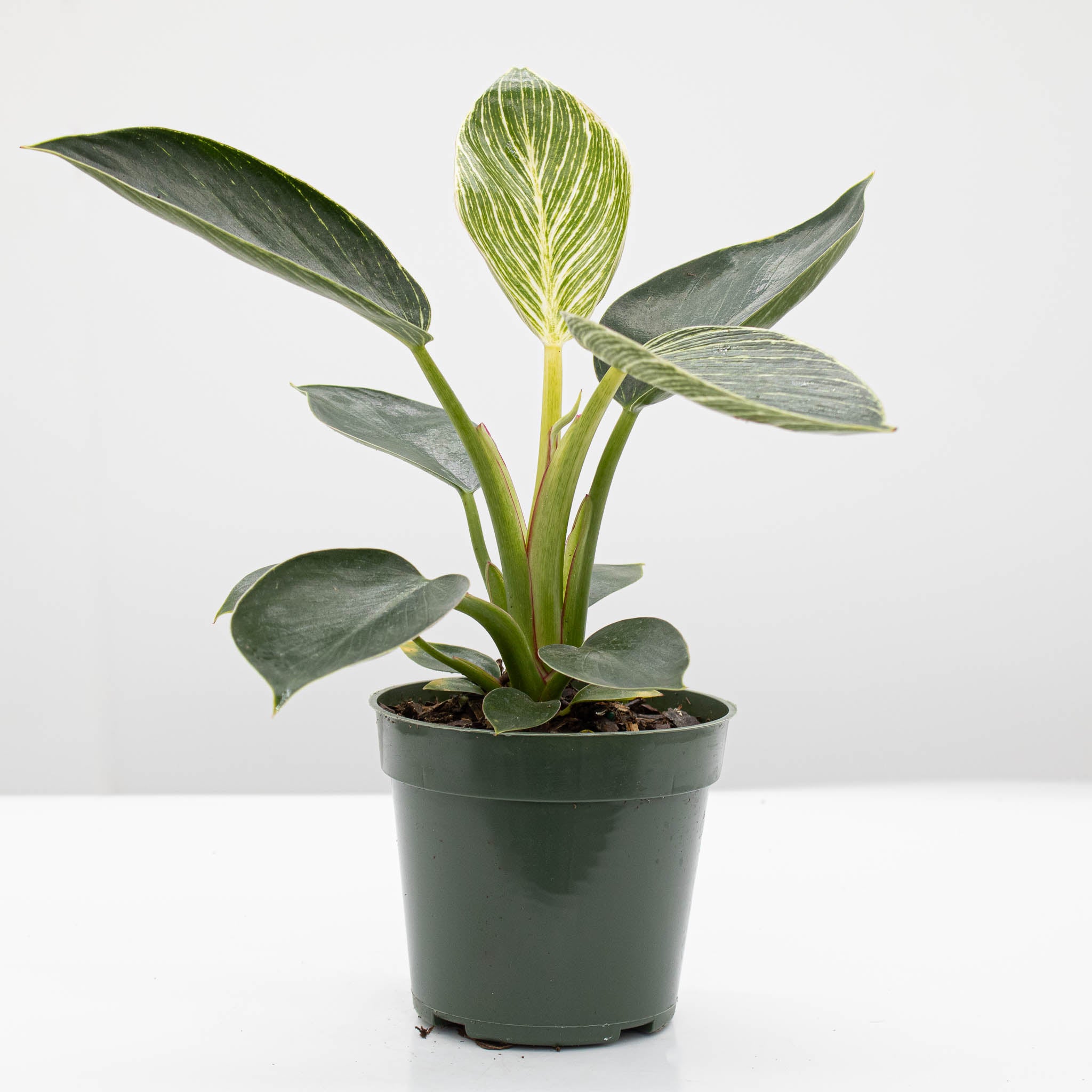 Philodendron Birkin - Image 2