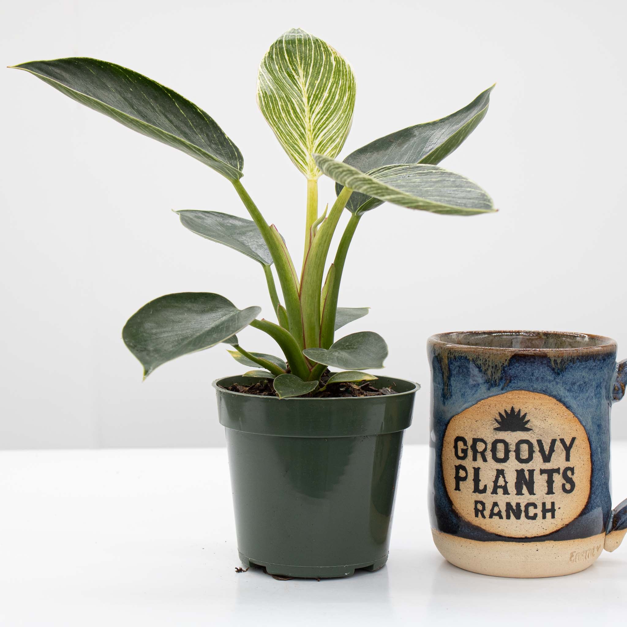 Philodendron Birkin - Image 3