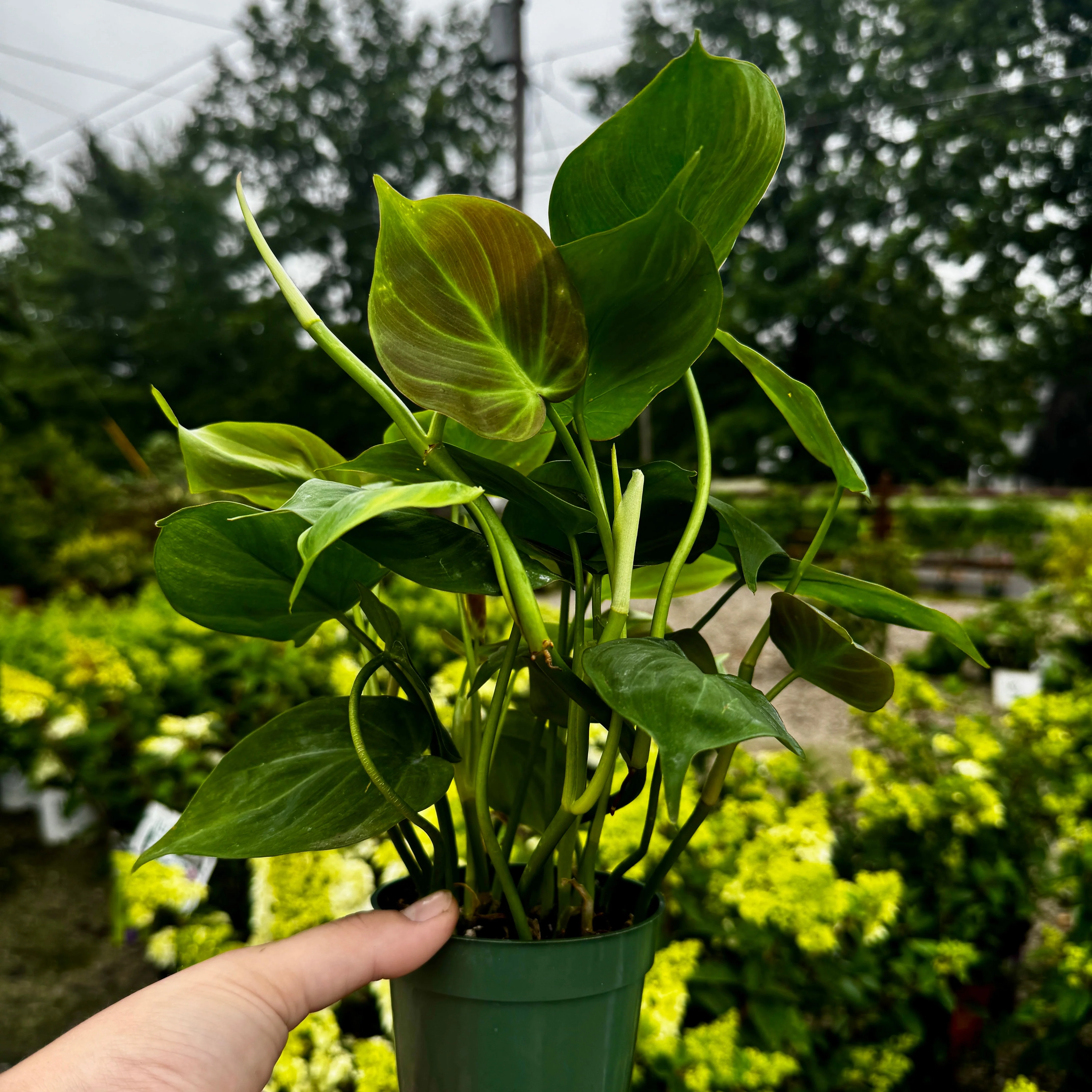 Philodendron Camposportoanum - Image 2