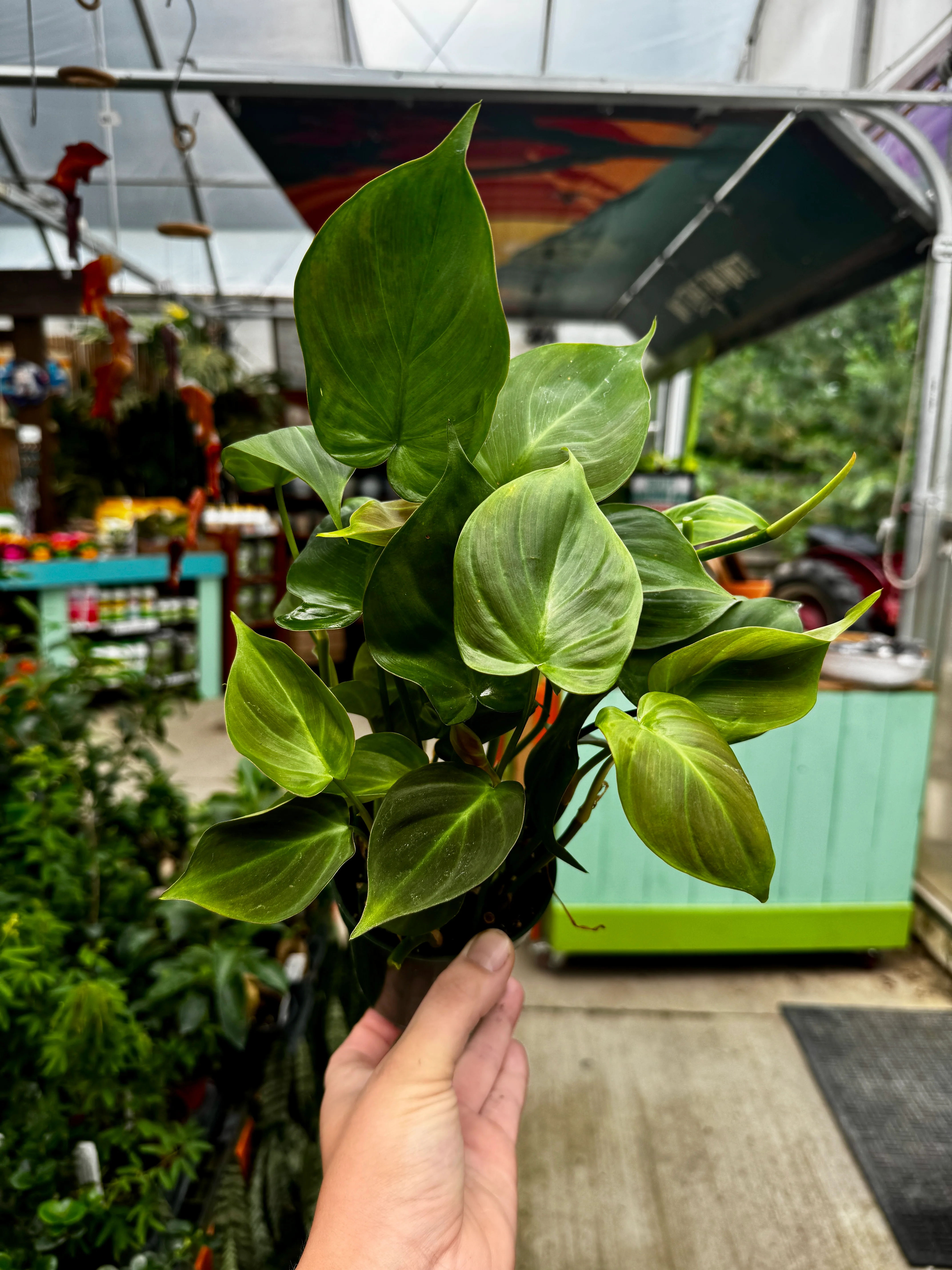 Philodendron Camposportoanum - Image 4
