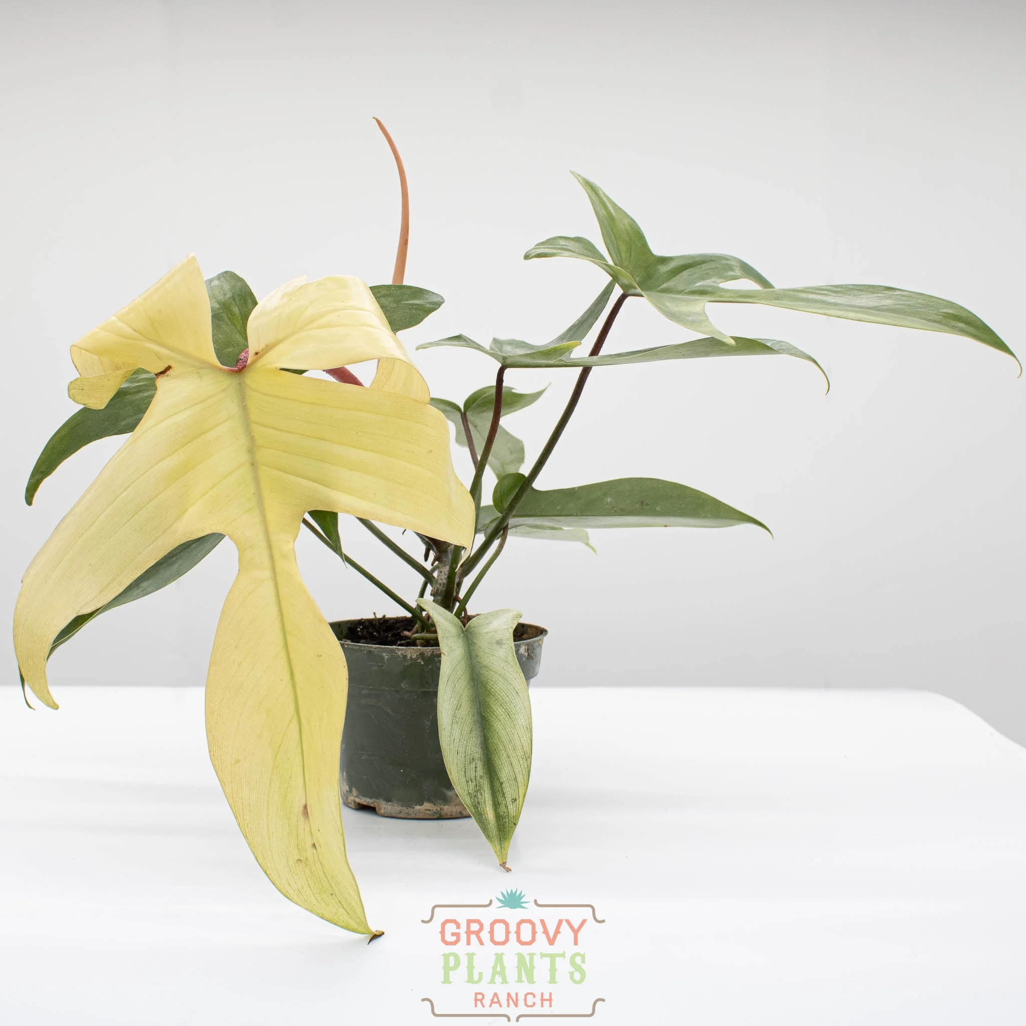 Philodendron Florida Ghost | Philodendron pedatum 'Florida Ghost'