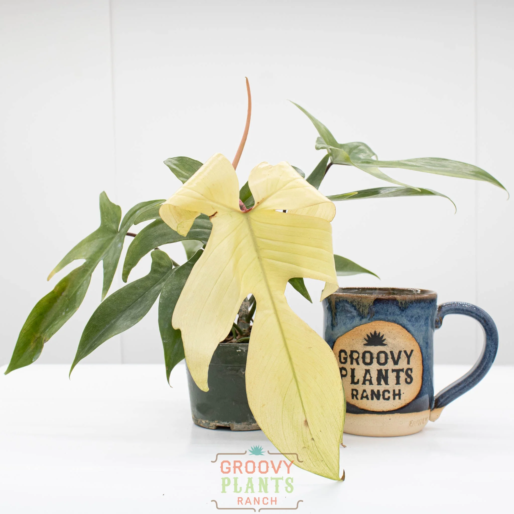 Philodendron Florida Ghost | Philodendron pedatum 'Florida Ghost' - Image 2