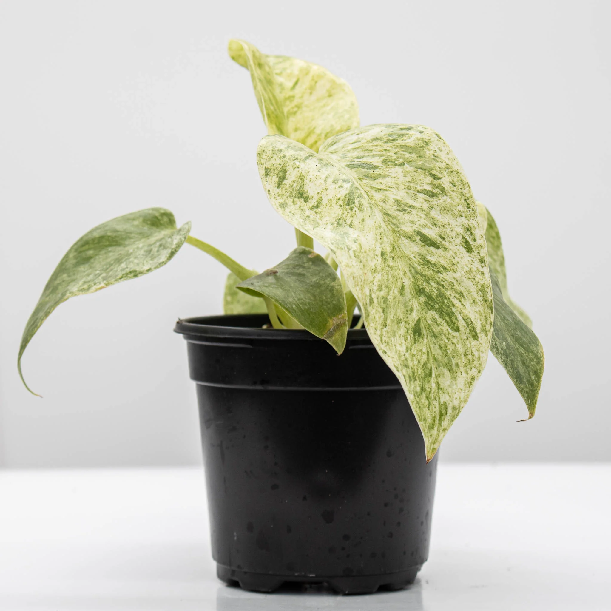 Philodendron Giganteum 'Blizzard' - Image 2