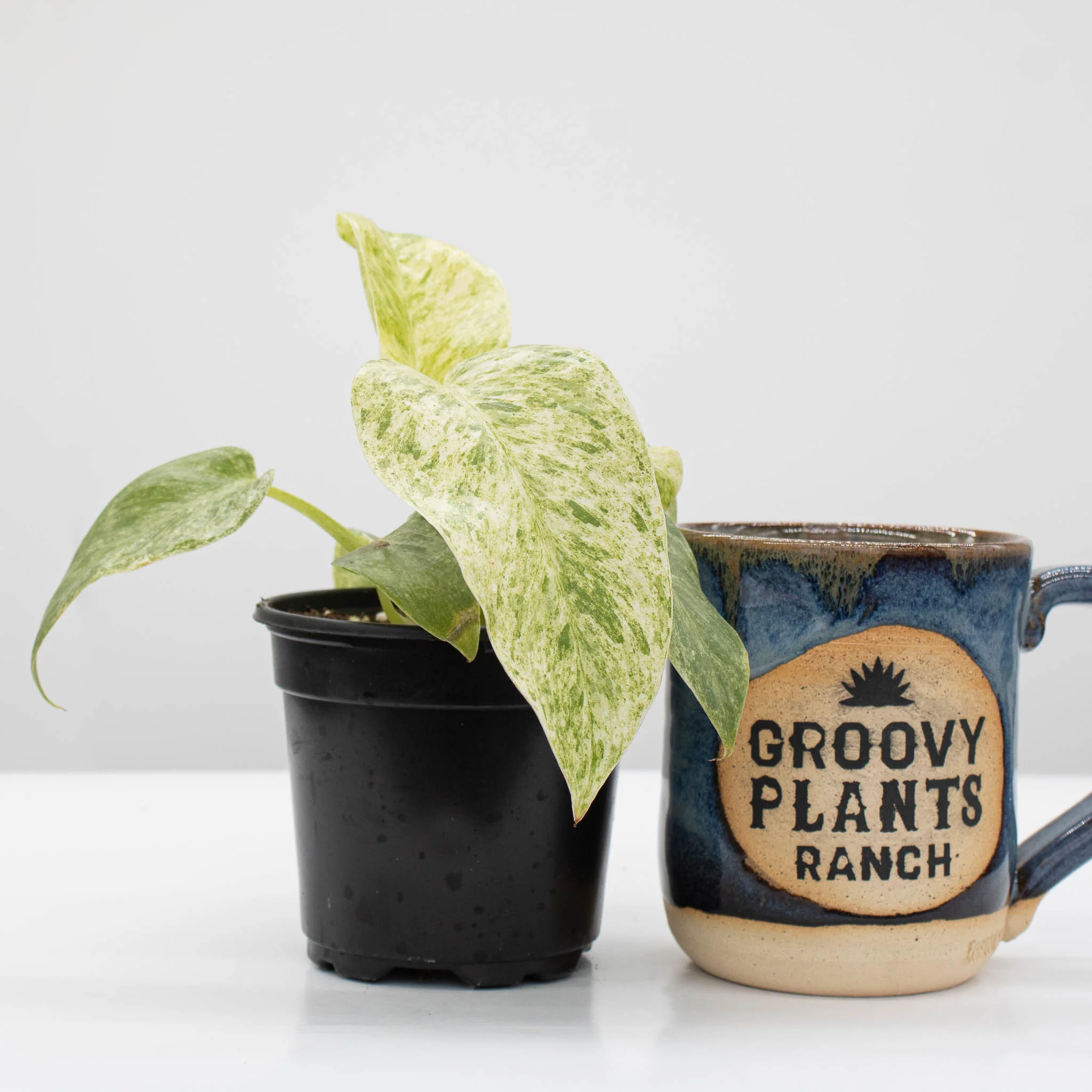 Philodendron Giganteum 'Blizzard' - Image 3