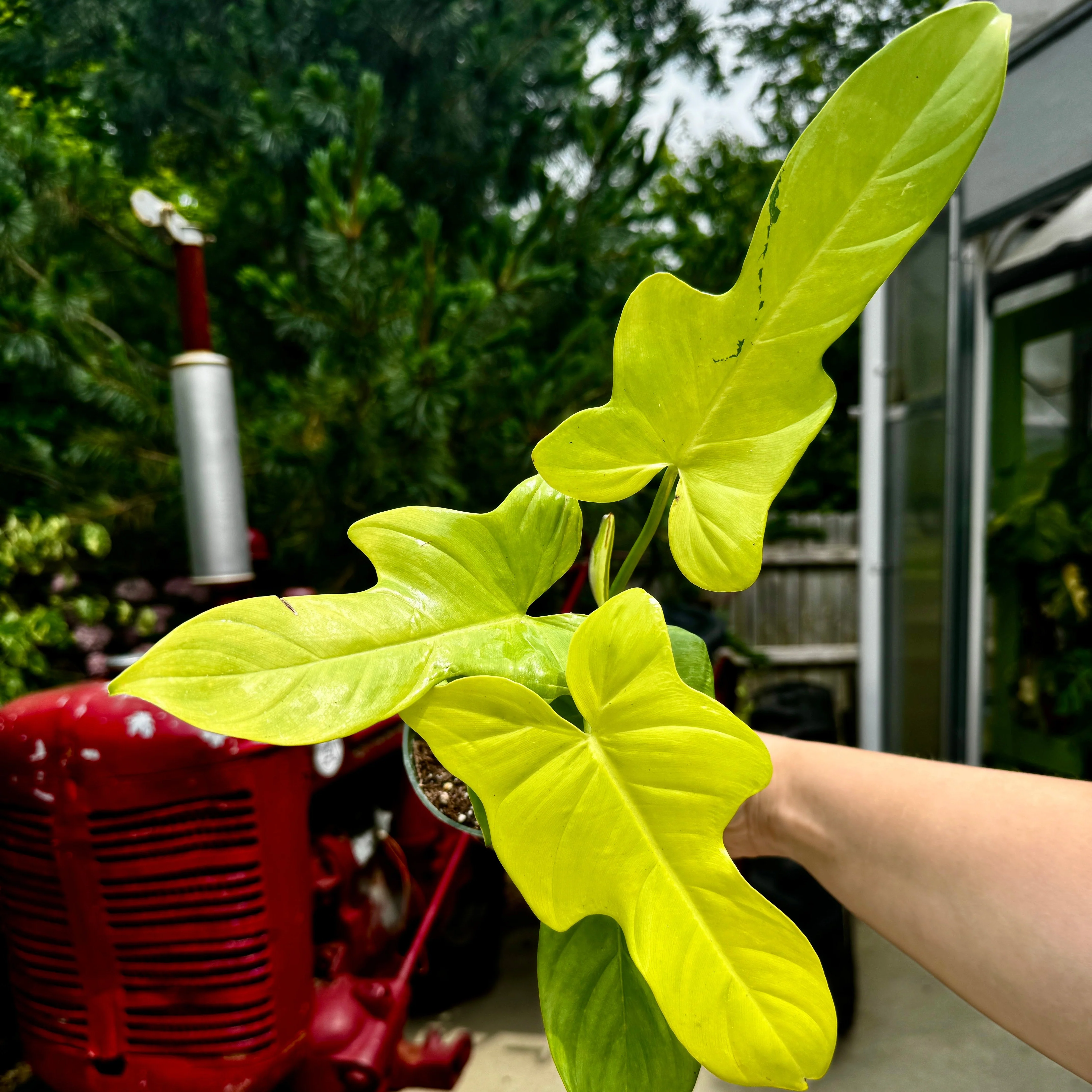 Philodendron Golden Violin | Philodendron bipenifolium aurea