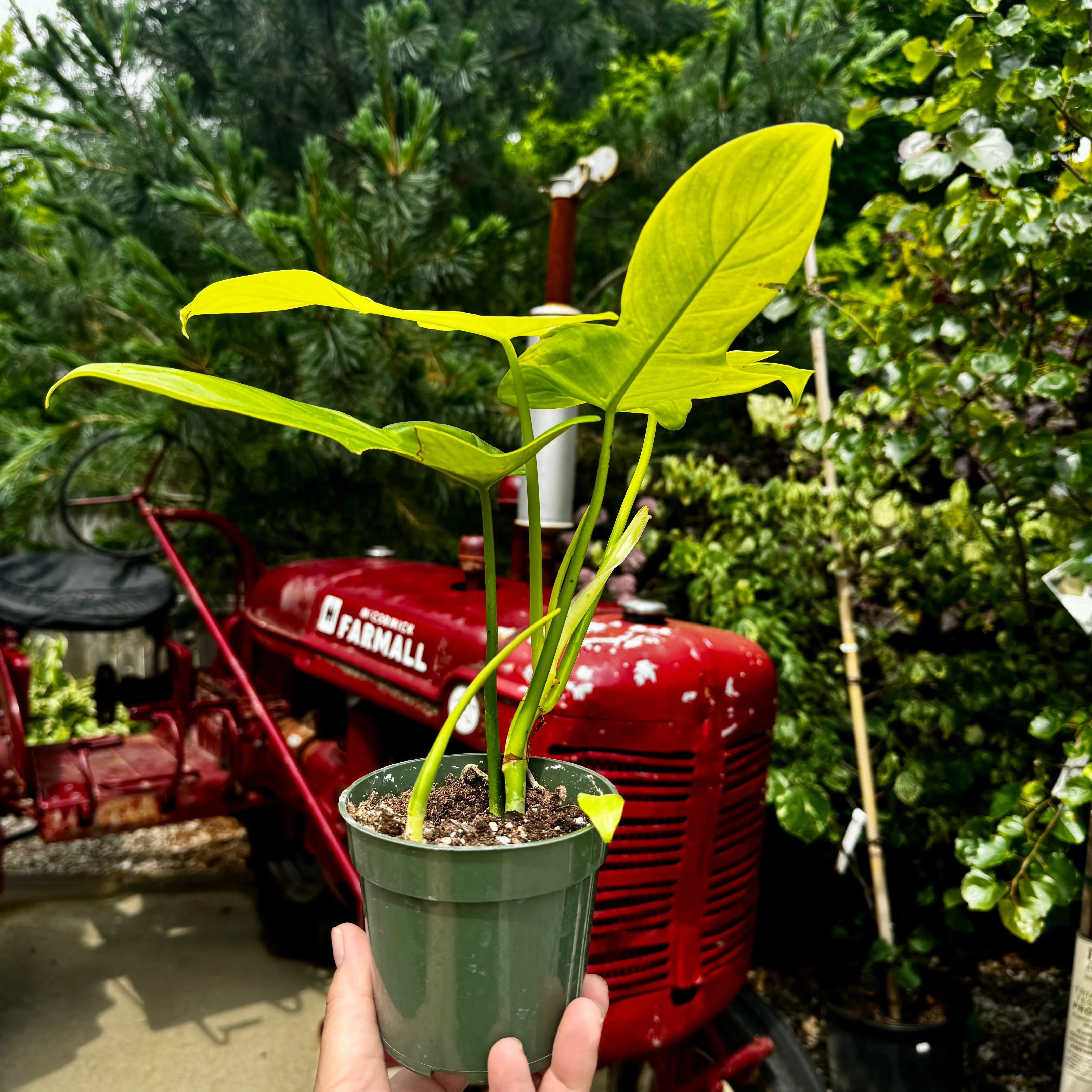 Philodendron Golden Violin | Philodendron bipenifolium aurea - Image 2