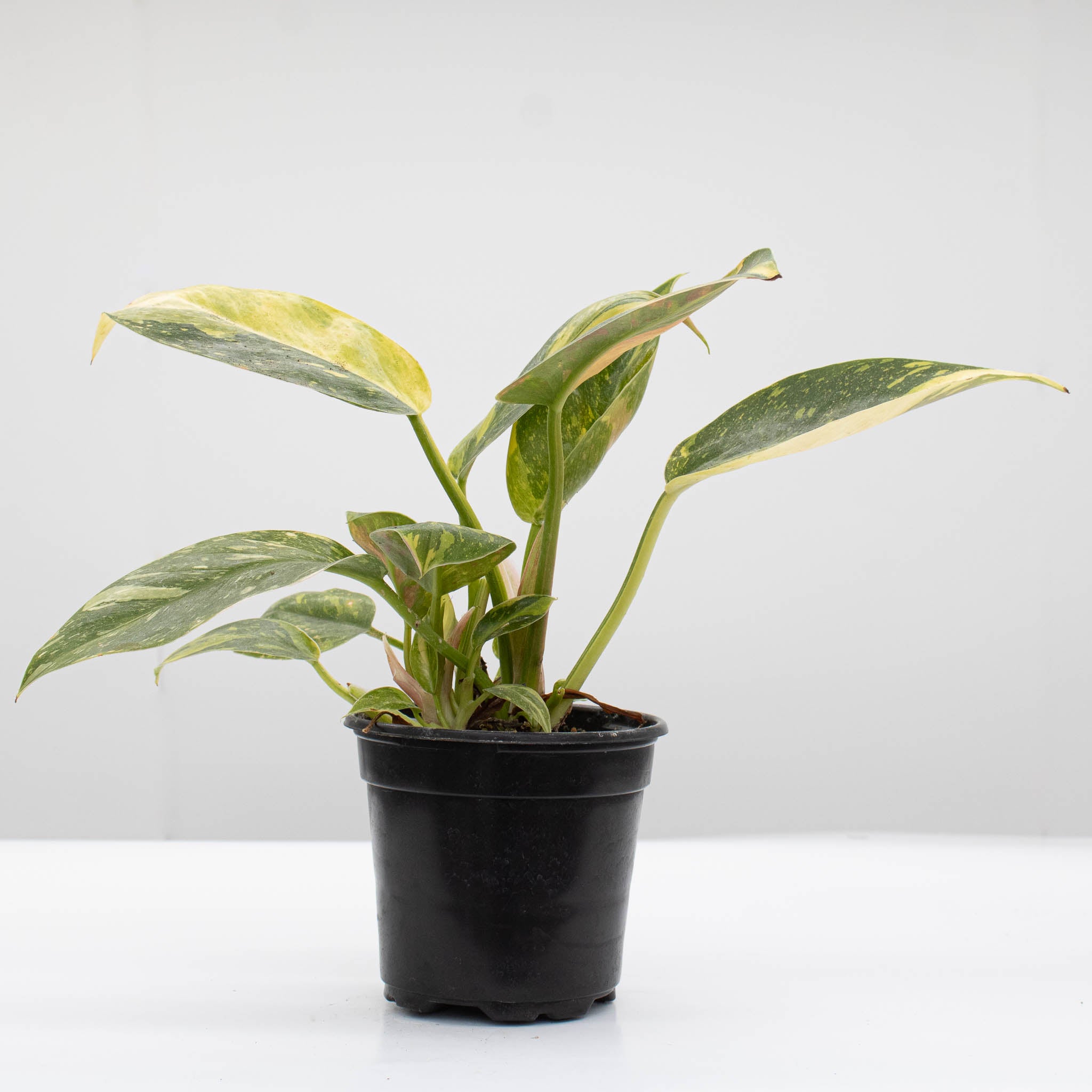 Philodendron 'Green Congo Nuclear' Variegated - Image 3