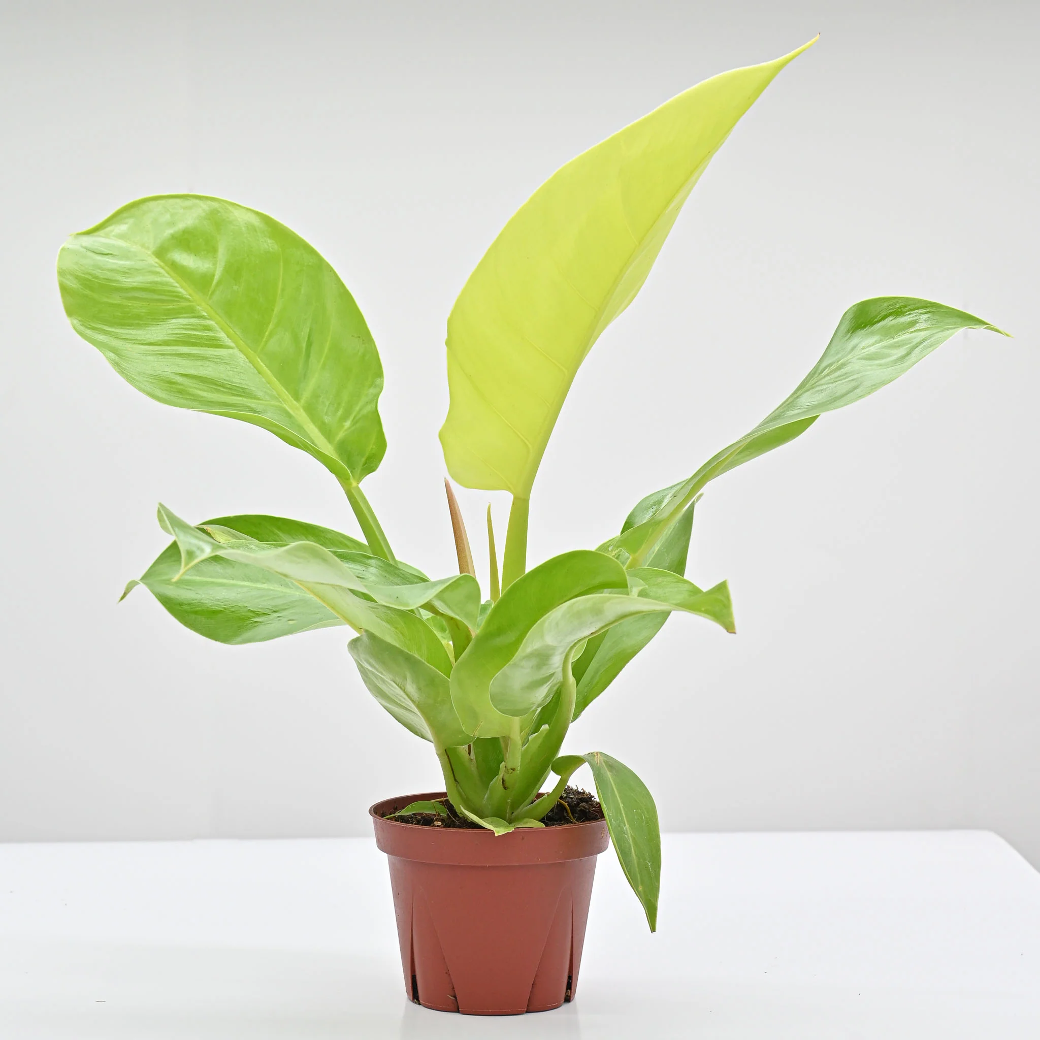 Philodendron Moonlight