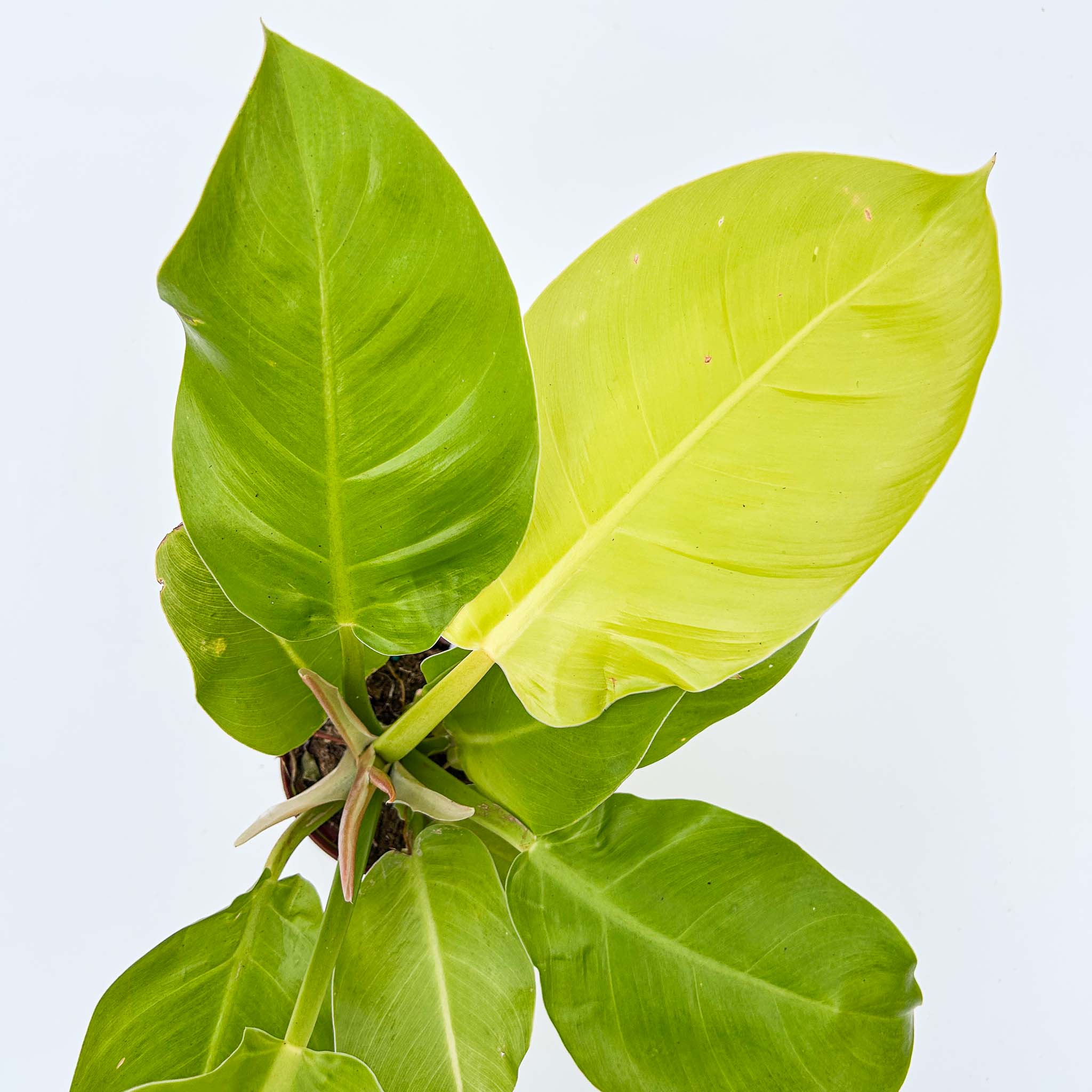 Philodendron Moonlight - Image 2