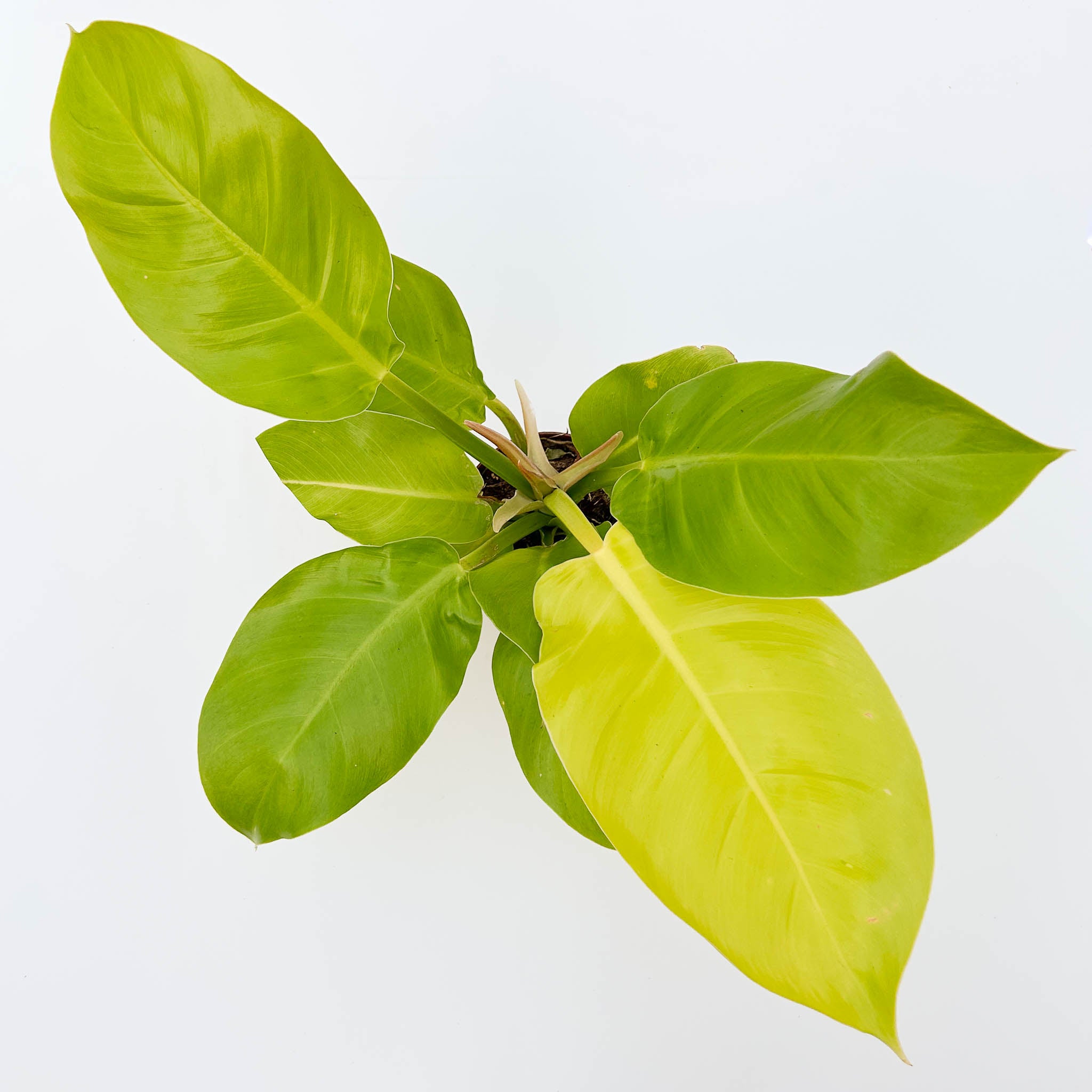 Philodendron Moonlight - Image 3