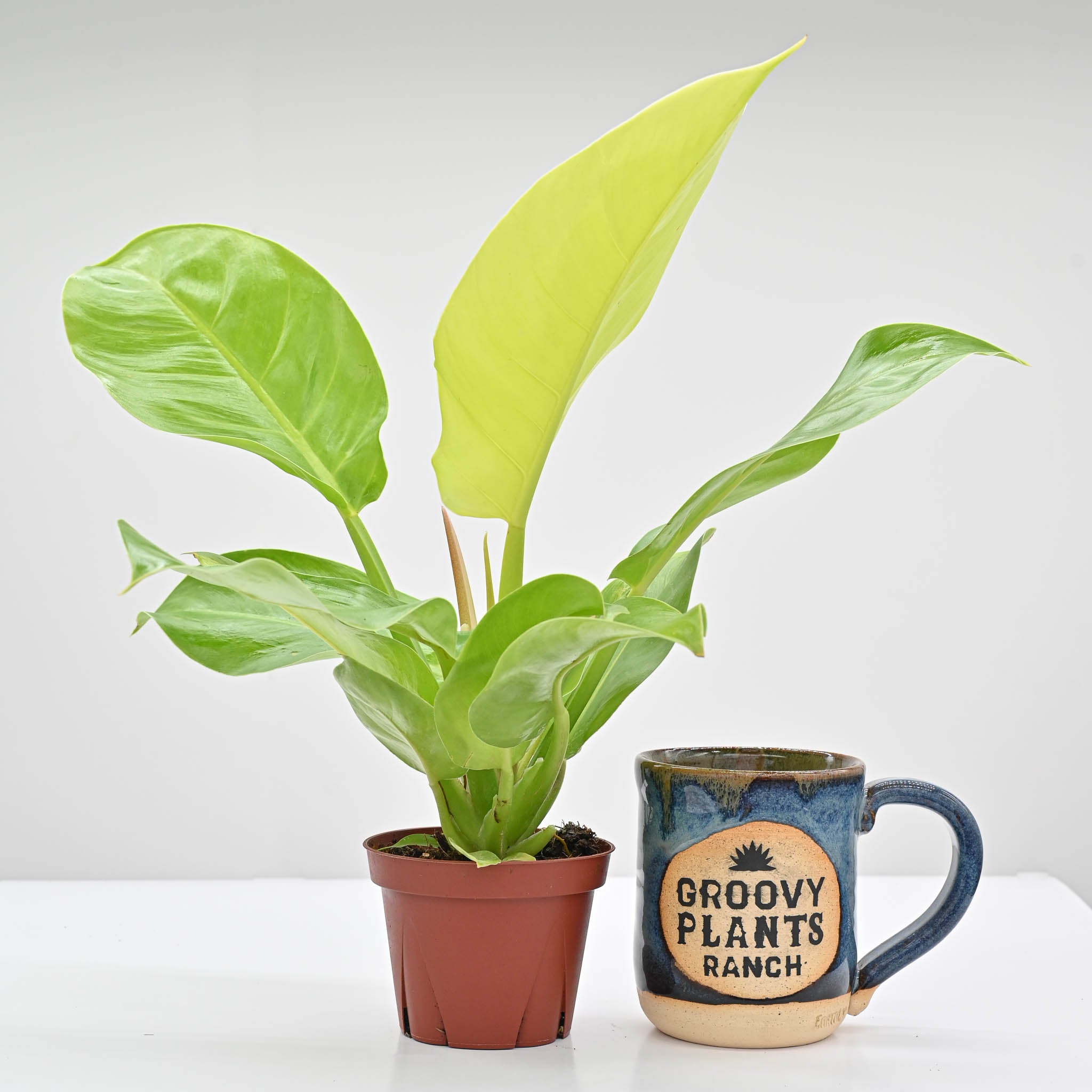 Philodendron Moonlight - Image 4